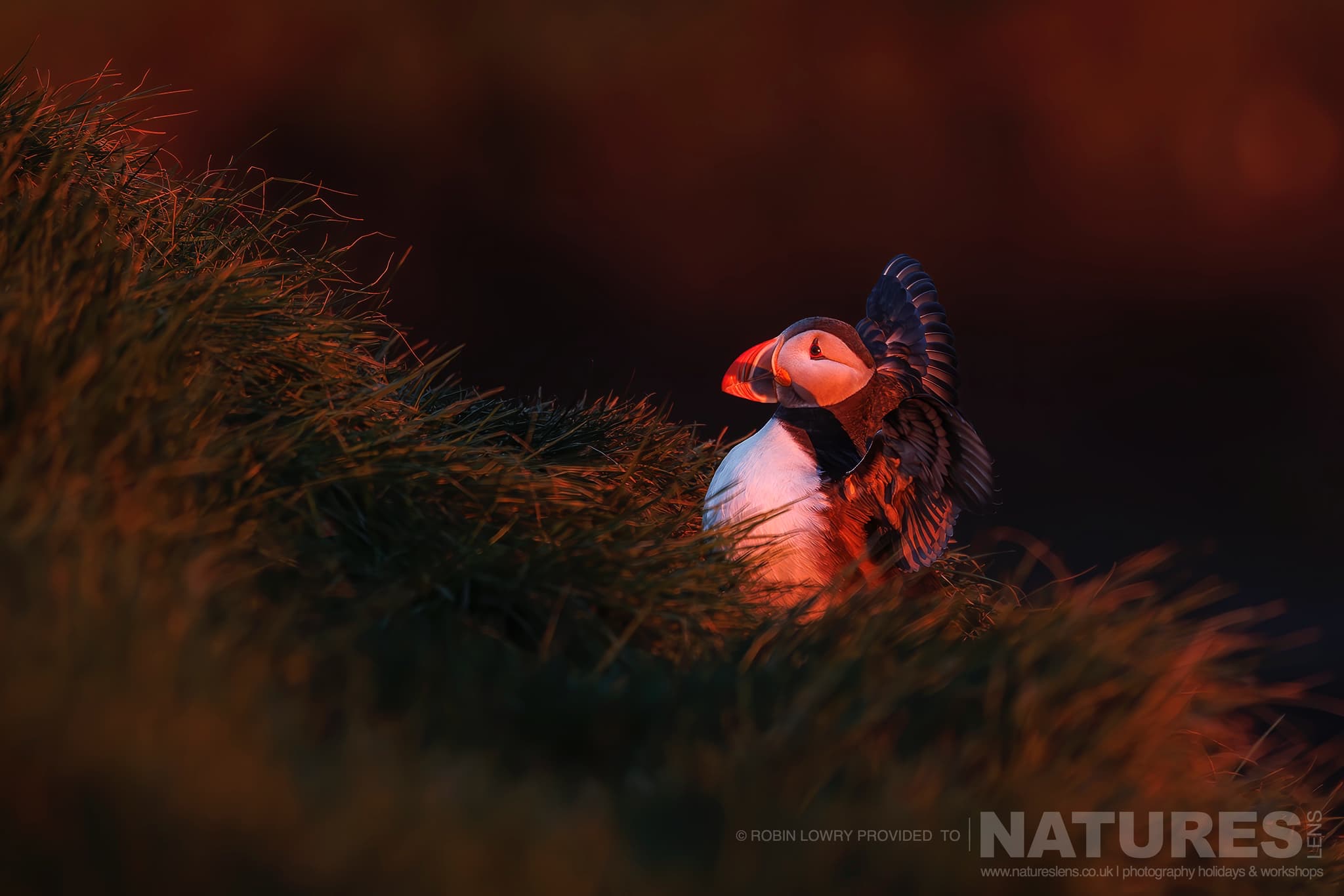 An Atlantic Puffin, Bathed In Soft Light, Photographed In It'S Natural Habitat On Grímsey Island, Iceland