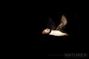 An Atlantic Puffin Flies Past Black Basalt Cliffs In Iceland