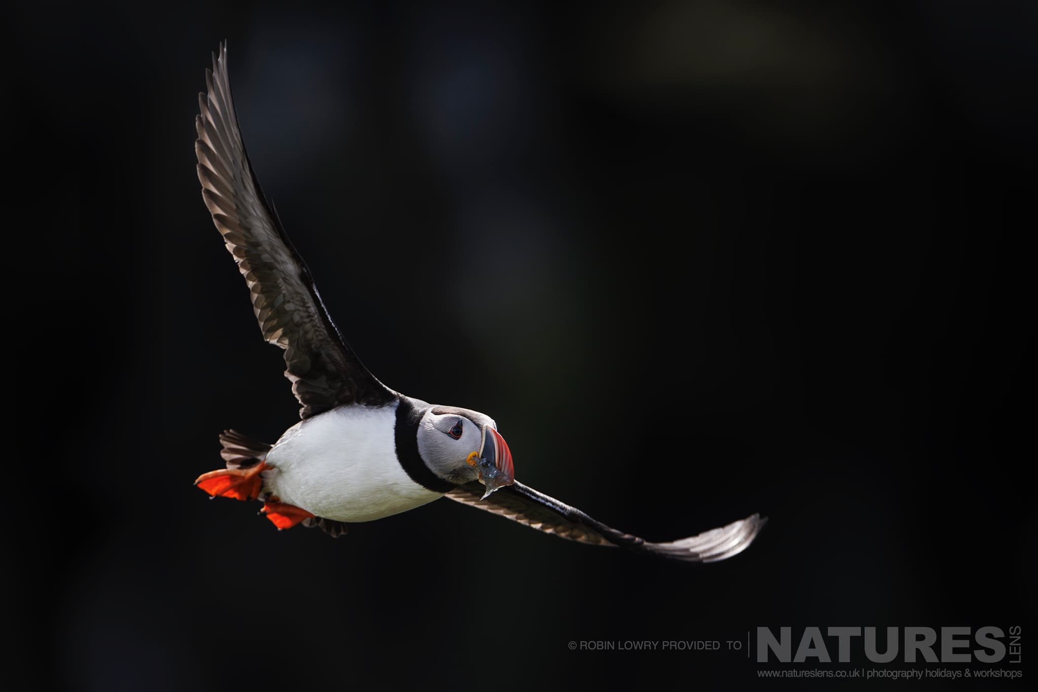 One Of The Atlantic Puffins, Photographed In It'S Natural Habitat Against The Black Cliffs Of Grímsey Island, Iceland