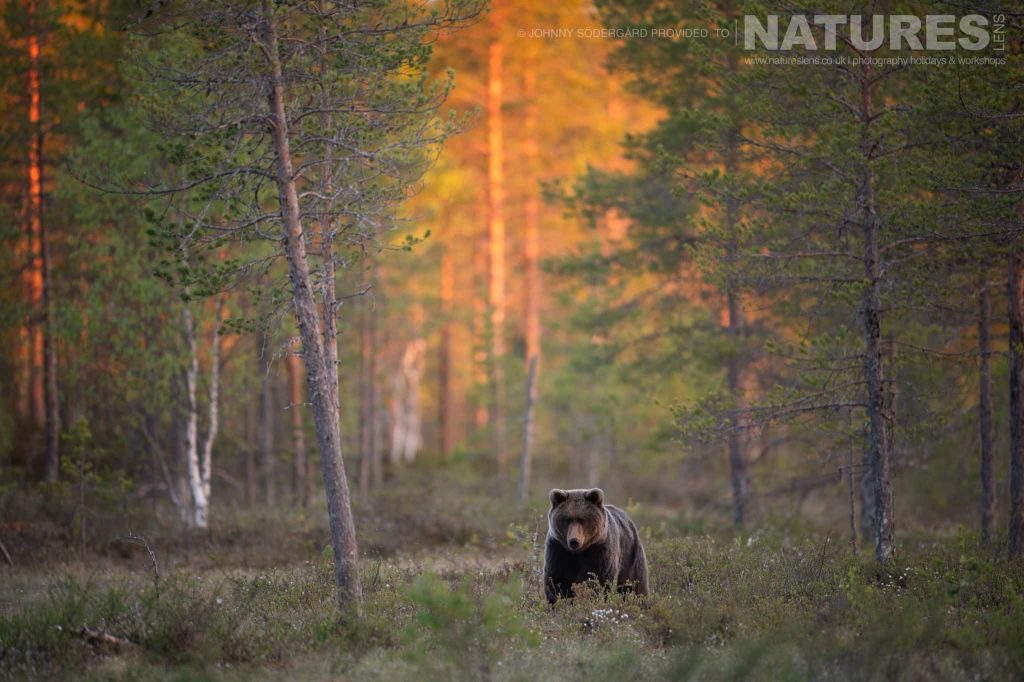 One Of The Larger Brown Bears Of Finland Stands Watching From The Edge Of One Of Finland Taiga Forests A Finnish Brown Bear Standing At The Edge Of The Taiga Forest