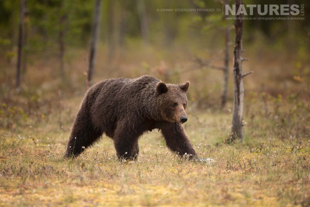 One Of The Larger Brown Bears Of Finland Strides Out Of One Of Finland Taiga Forests Deliberate Image-Making: A Finnish Brown Bear Striding Out Of The Taiga Forest