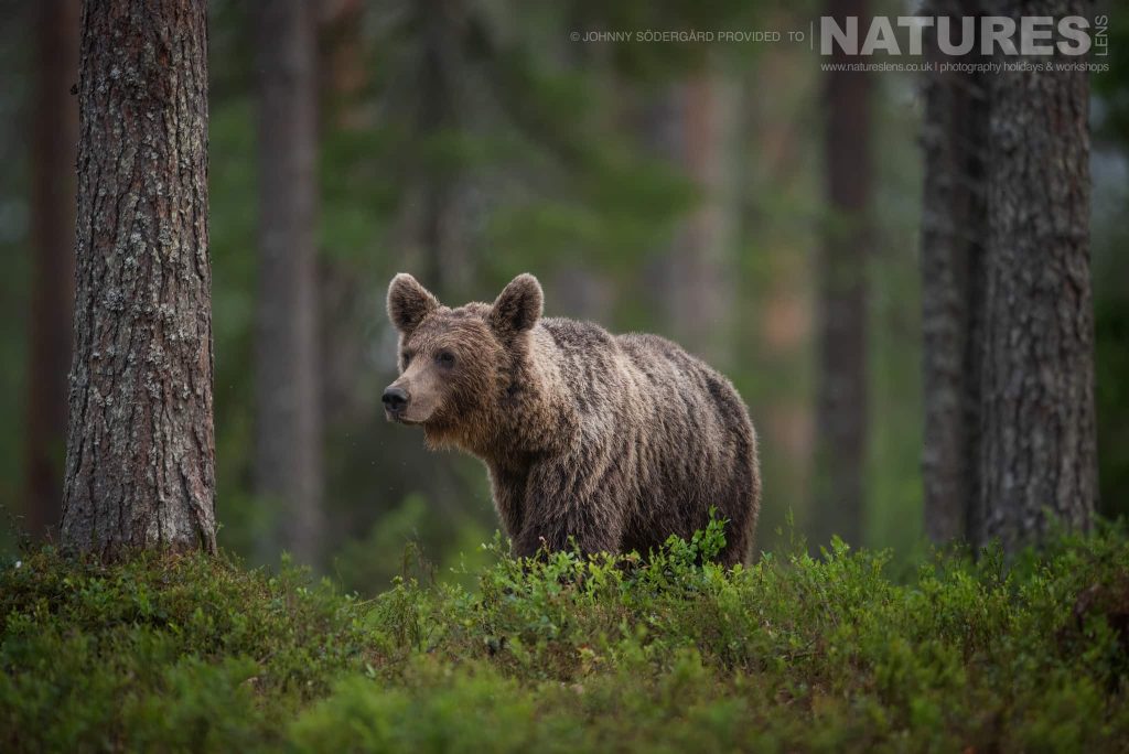 One Of The Male Brown Bears Walks Through The Undergrowth
