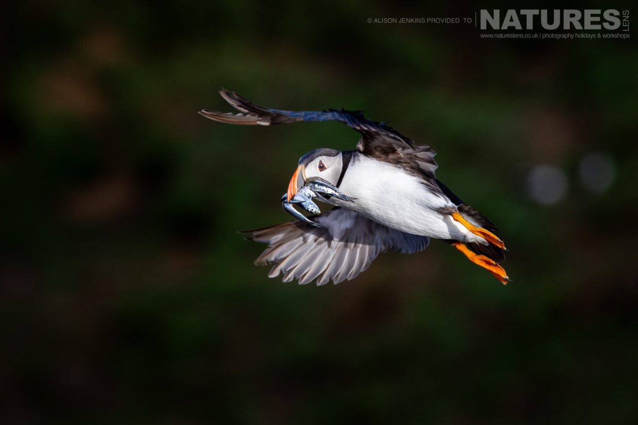 One Of The Puffins Of Skomer In Flight With A Beak Full Of Sandeels
