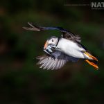A Focus On The Charismatic Atlantic Puffins Of Skomer Island