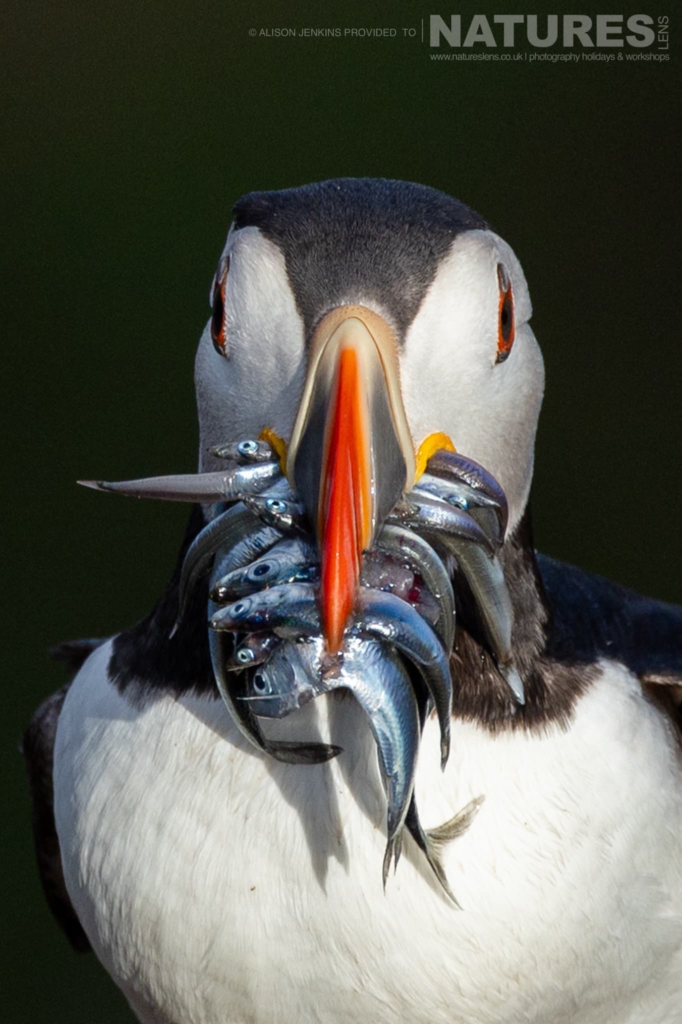 One Of The Puffins Of Skomer With A Beak Full Of Sand Eels