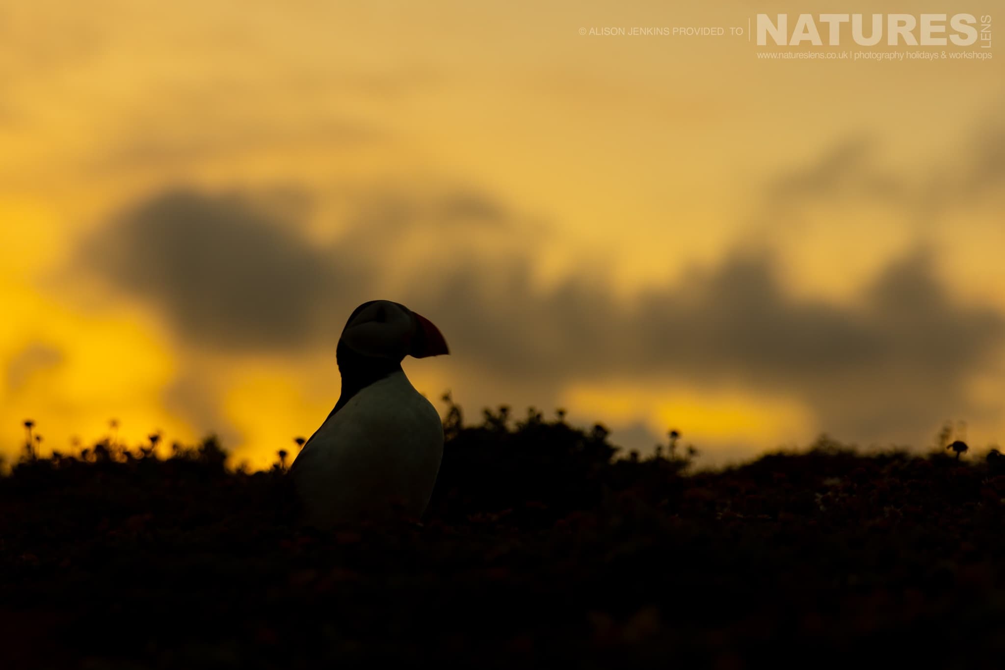 One Of The Puffins Of Skomer With A Moody Evening Sky Behind Photographed On Skomer Island