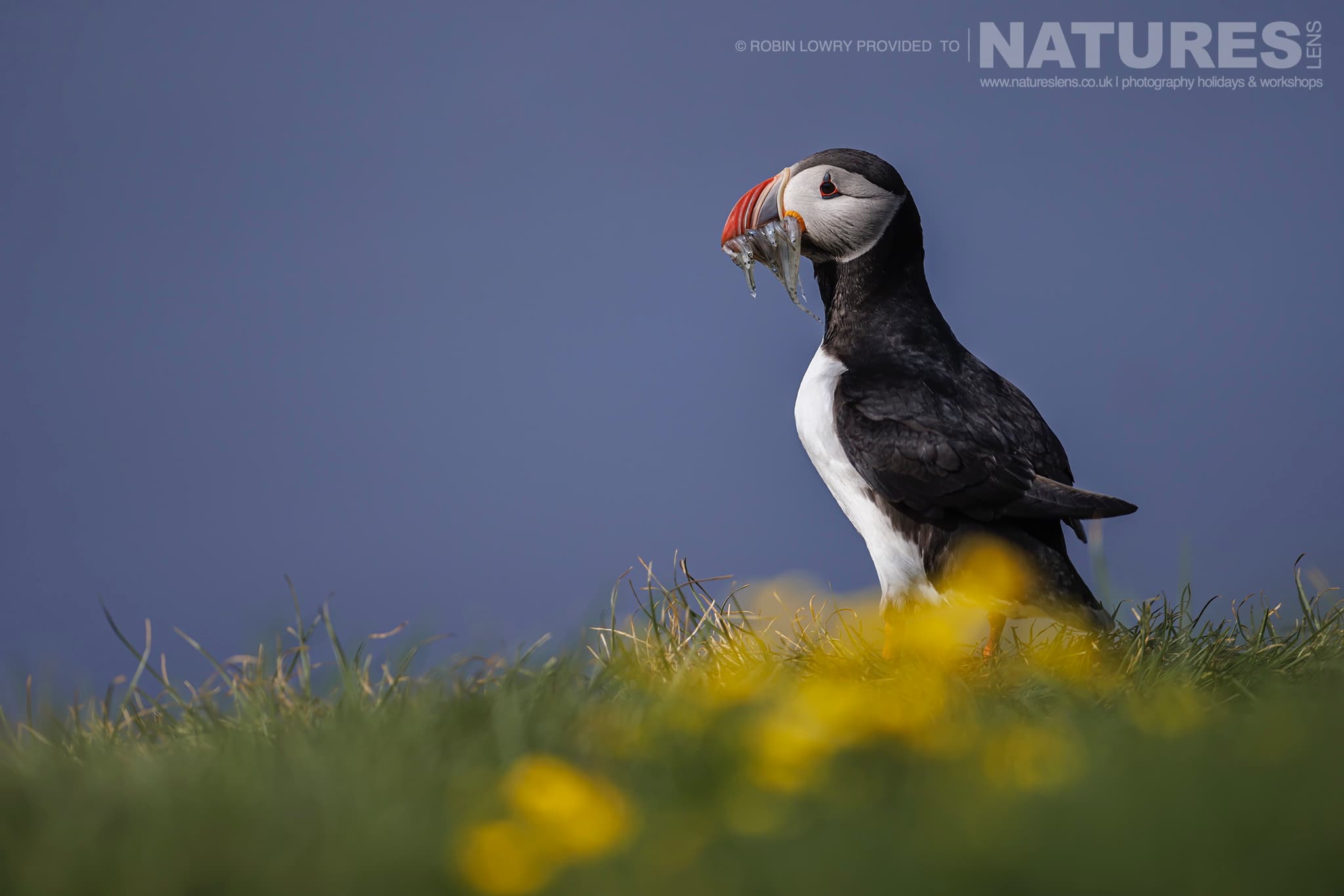 The Iconic Image Of A Lone Puffin With A Beak Full Of Sandeels On The Atlantic Puffin Colony Of Grímsey Island