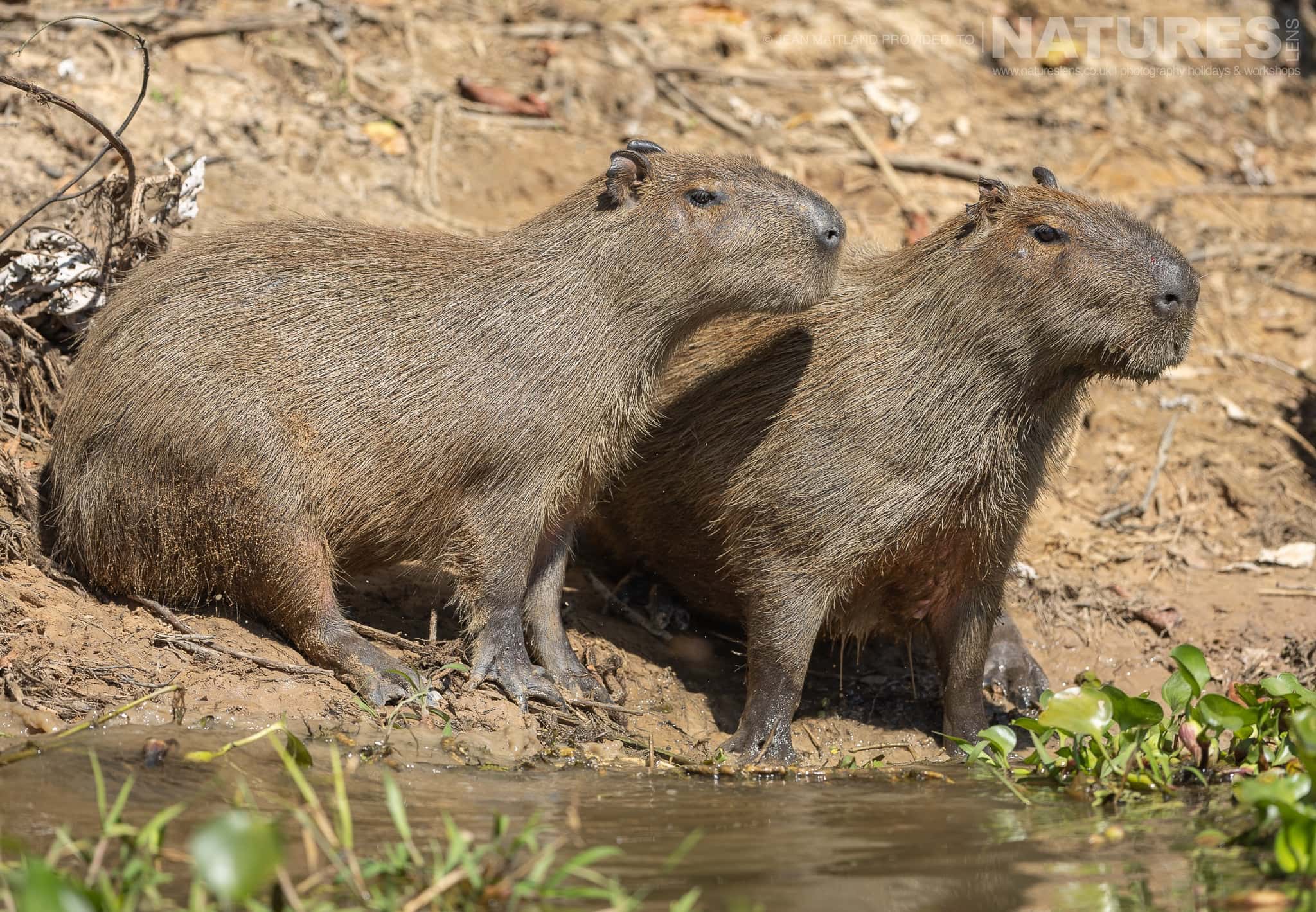 A Pair Of Capybara Found On The Banks Of The Pantanal River During The Natureslens Jaguars Of The Pantanal Photography Holiday