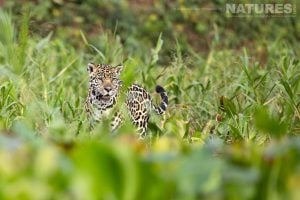 A Patrolling Jaguar Found On The Banks Of The Pantanal River During The Natureslens Jaguars Of The Pantanal Photography Holiday