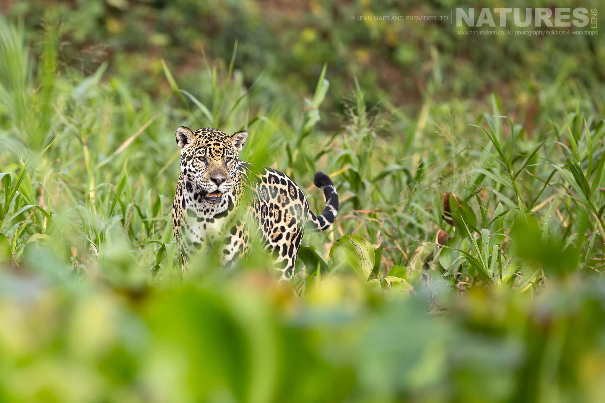 Photograph The Jaguars Of The Pantanal