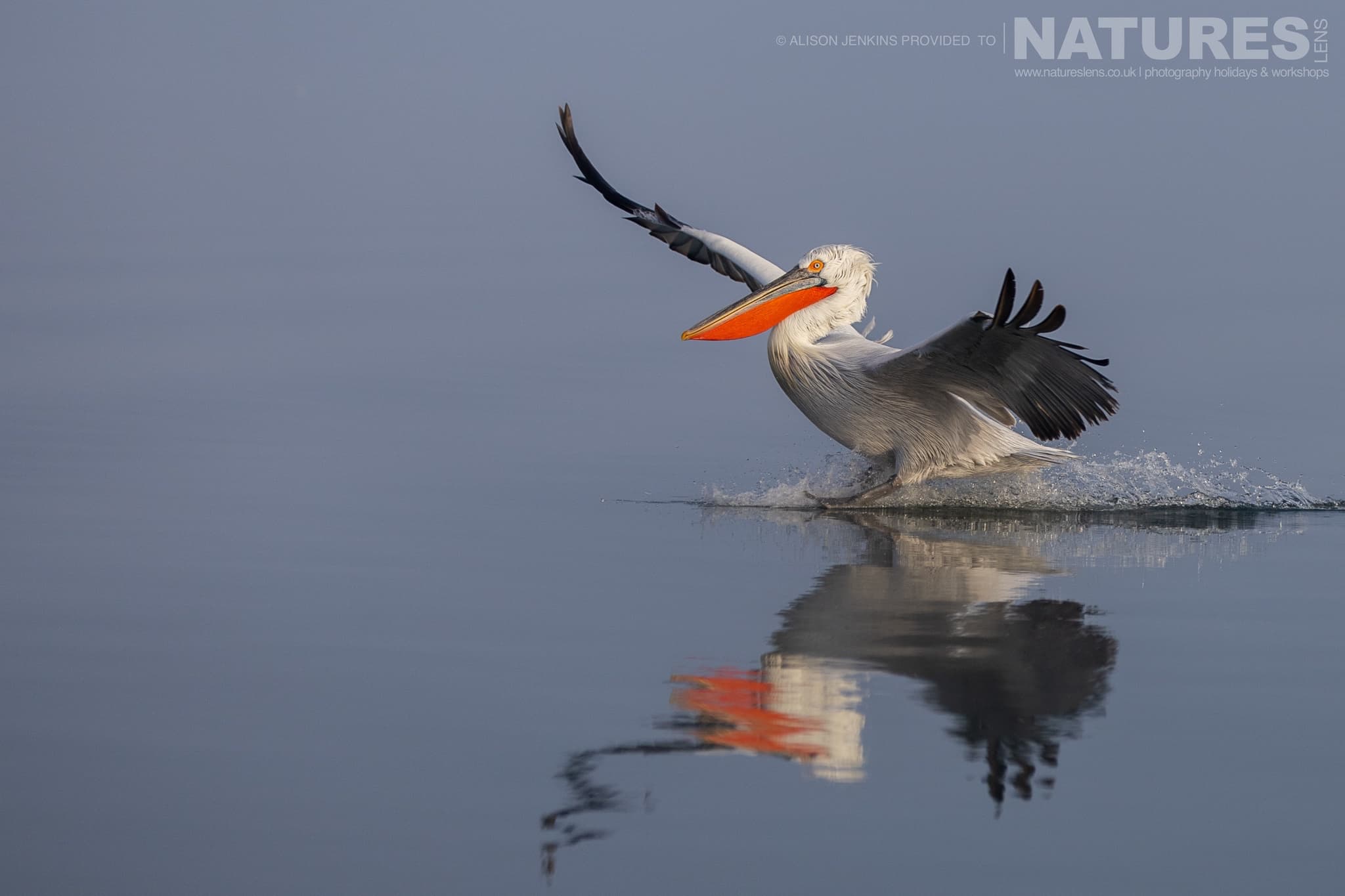 A Photograph From Alison Jenkins Which Demonstrates The Magic Of Dalmatian Pelican Photography
