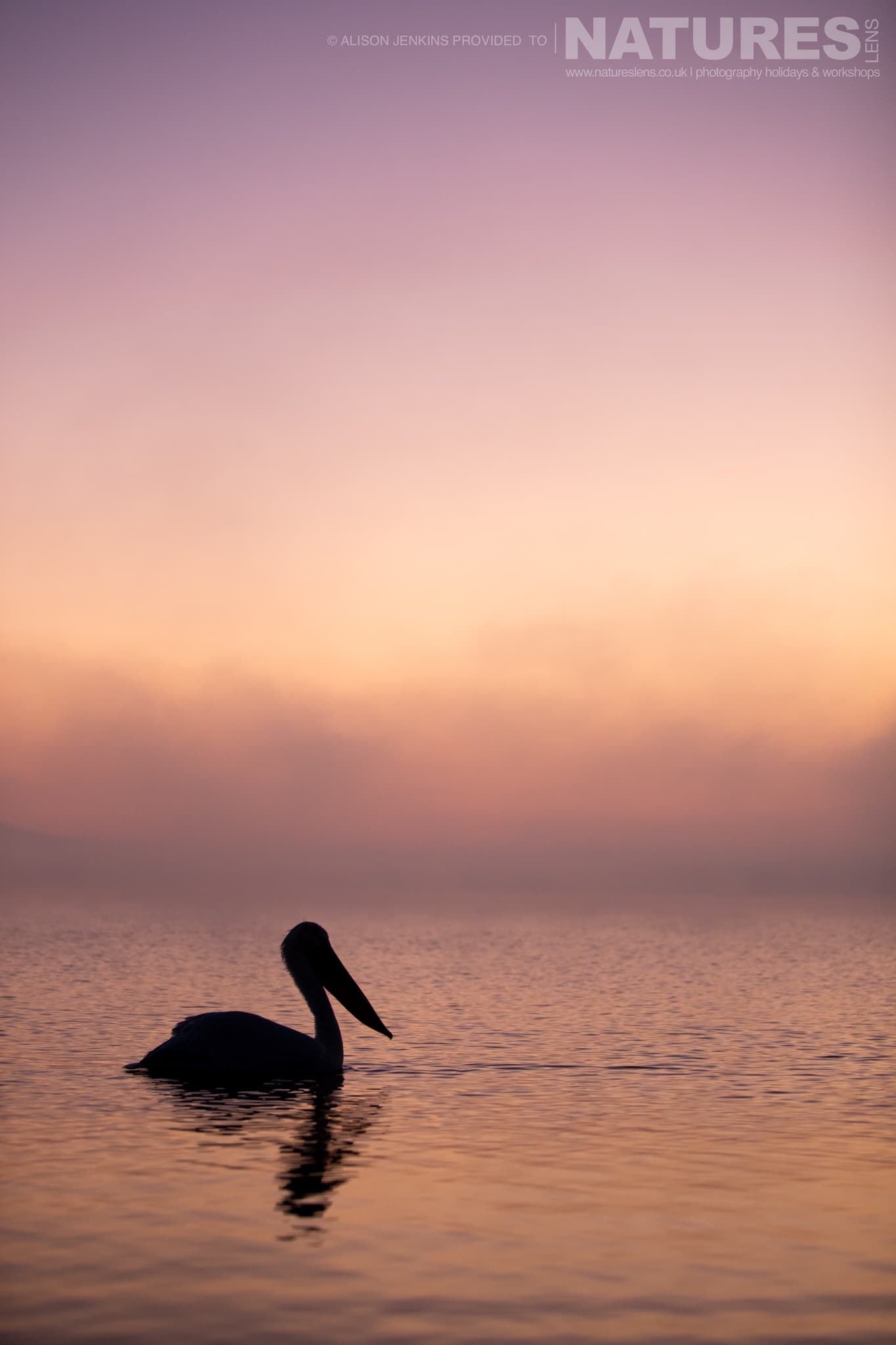 A Photograph Which Demonstrates Ethical Photography Whilst Respecting The Pelicans Of Lake Kerkini