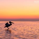 Ethical Photography – Respecting The Pelicans Of Lake Kerkini