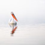 When Is The Best Time For Dalmatian Pelican Photography?