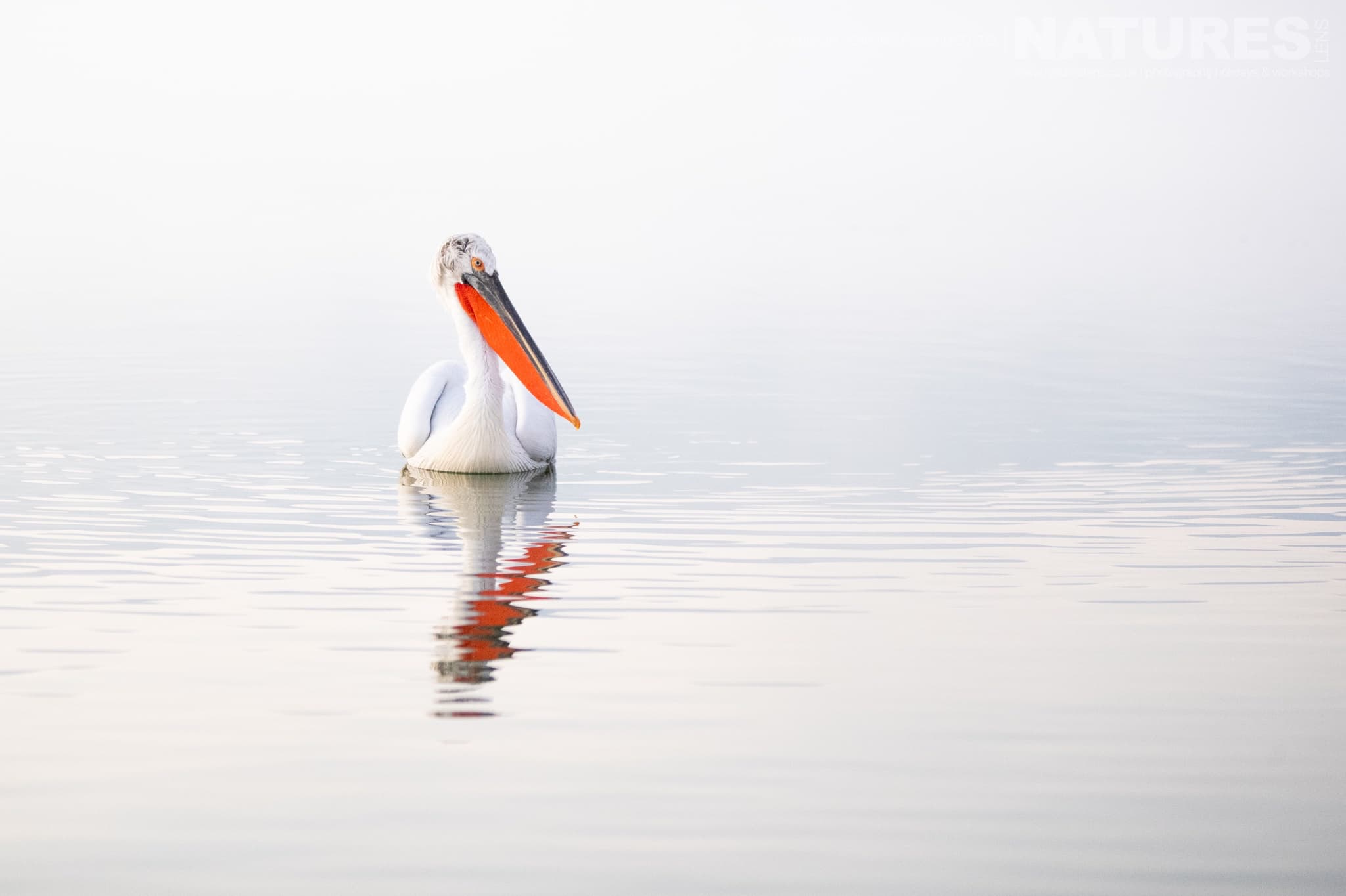 A Photograph From Alison Jenkins Which Demonstrates The Magic Of Dalmatian Pelican Photography 20