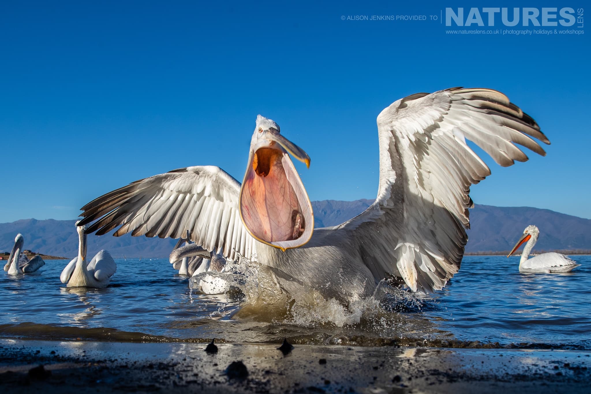 A Photograph From Alison Jenkins Which Demonstrates The Magic Of Dalmatian Pelican Photography