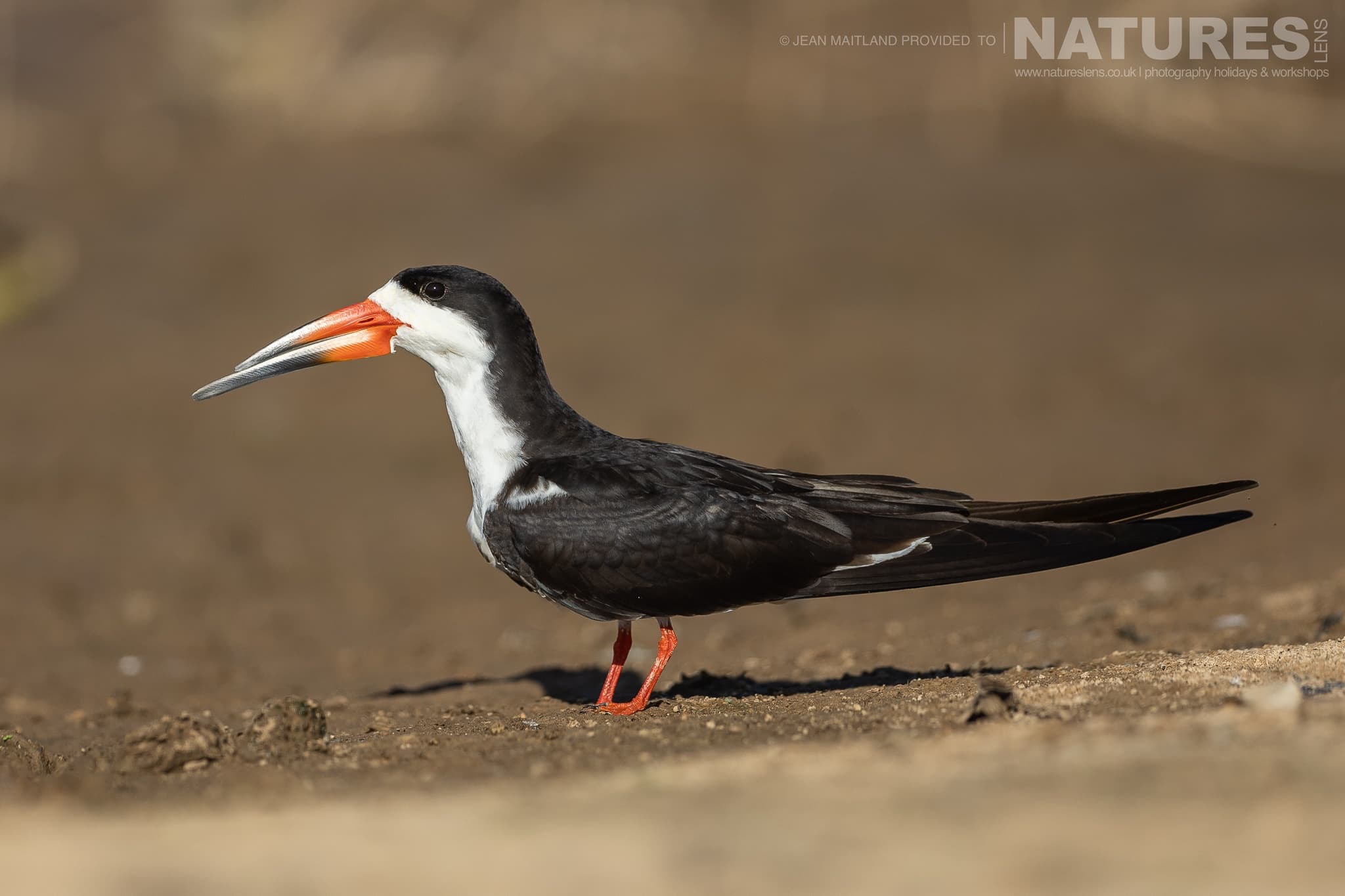 A Black Skimmer On The Banks Of The Pantanal River During The Natureslens Jaguars Of The Pantanal Photography Holiday