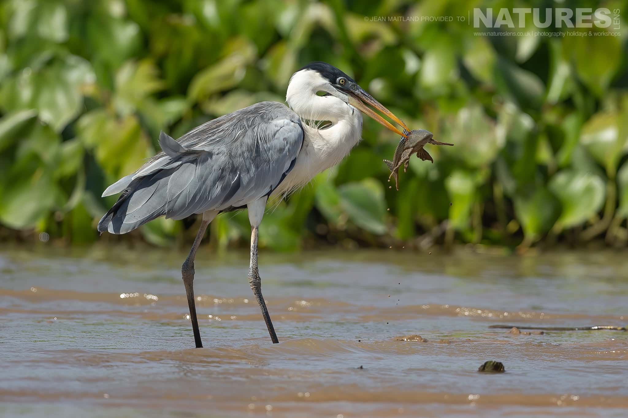 A Cocoi Heron With A Freshly Caught Fish In The Waters Of The Pantanal River During The Natureslens Jaguars Of The Pantanal Photography Holiday