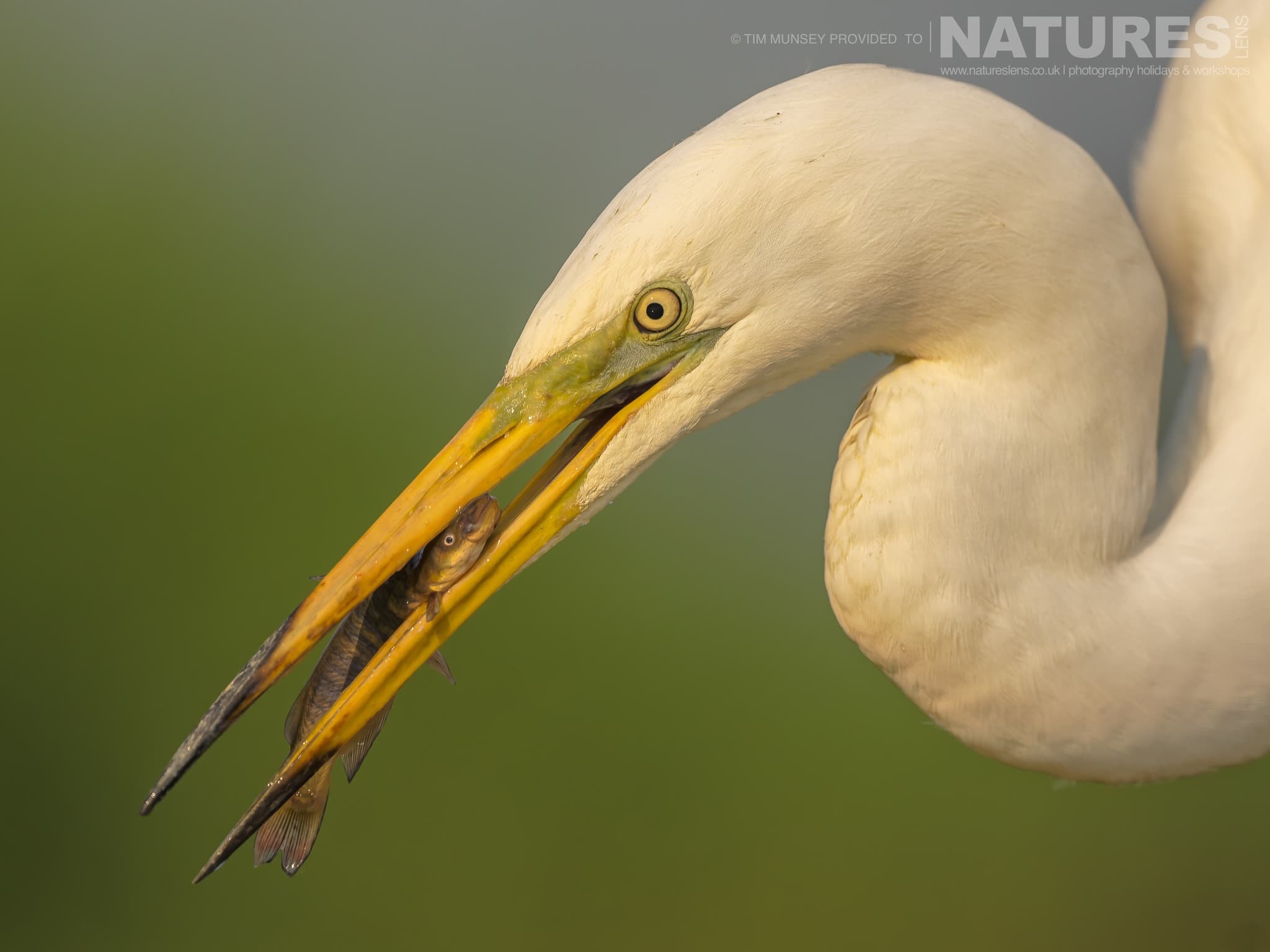 An Egret With A Fish Caught At One Of The Ponds Unveiling Hungary'S Springtime Splendour Through Wildlife Photography