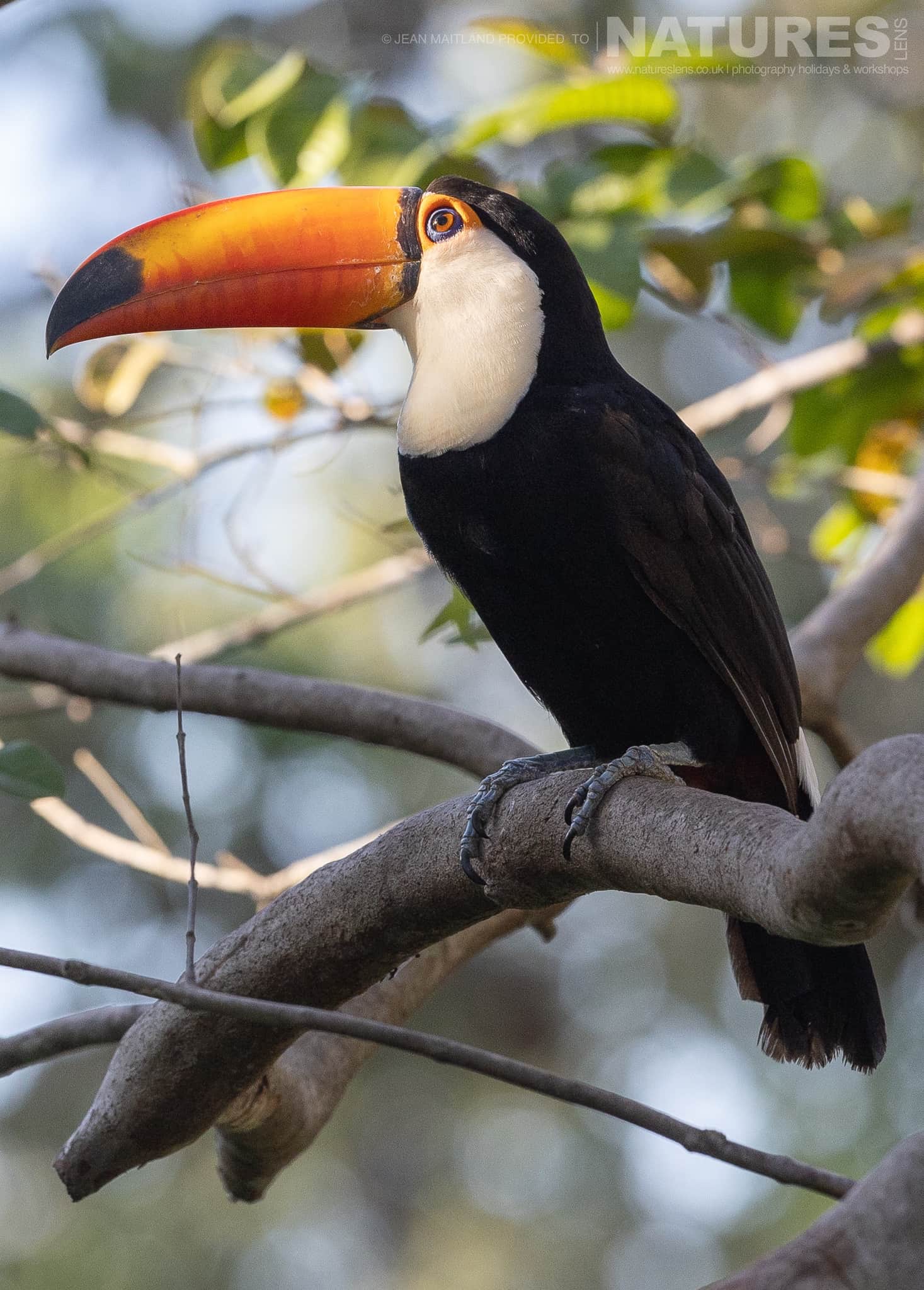 An Toco Toucan Perched In A Tree On The Banks Of The Pantanal River During The Natureslens Jaguars Of The Pantanal Photography Holiday