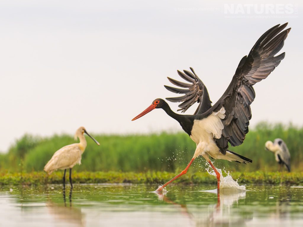 A Black Stork Running Through A Pond With Eurasian Spoonbills Behind, Photographed From The Hides In Hungary