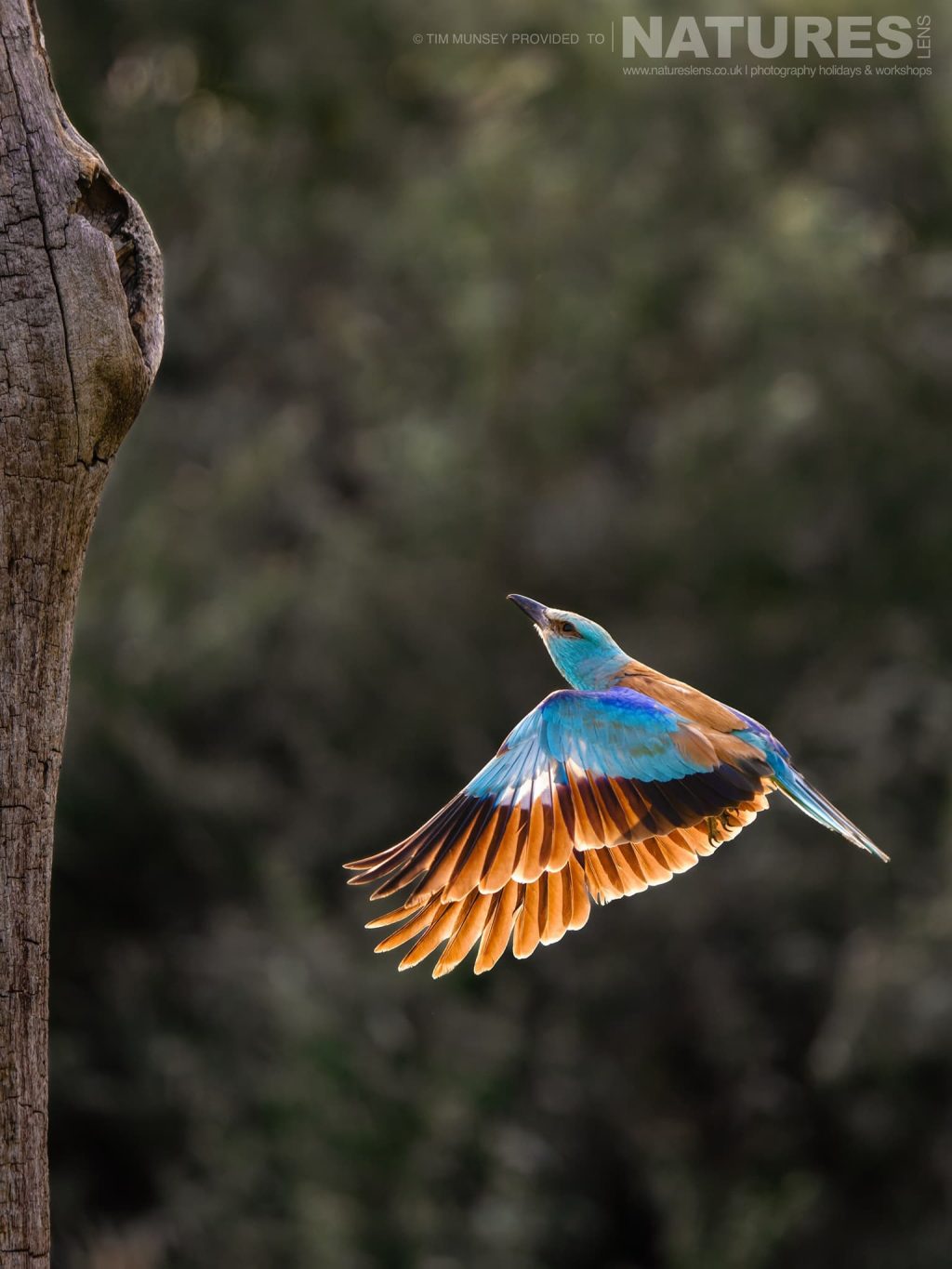 A European Roller Returns To The Nest Springtime Wildlife Photographed By Tim Munsey Photographed At Bence Mate Hides In Hungary