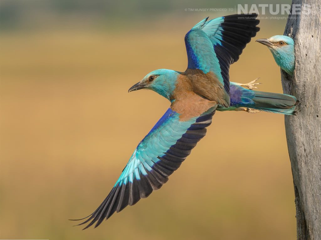A Pair Of European Rollers, One Taking Flight From The Nest, Photographed In Hungary
