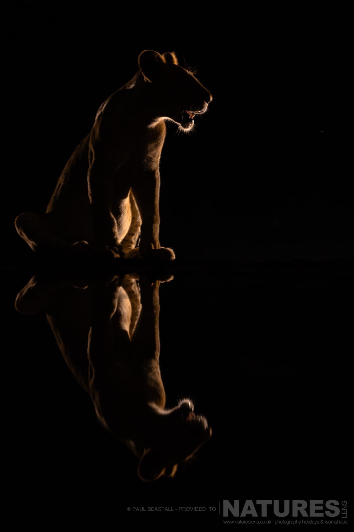 A Backlit Lion Cub Sat On The Edge Of The Waterhole At Night Photographed By Paul Beastall During A Photography Holiday In The Southern Great Rift Valley With Natureslens