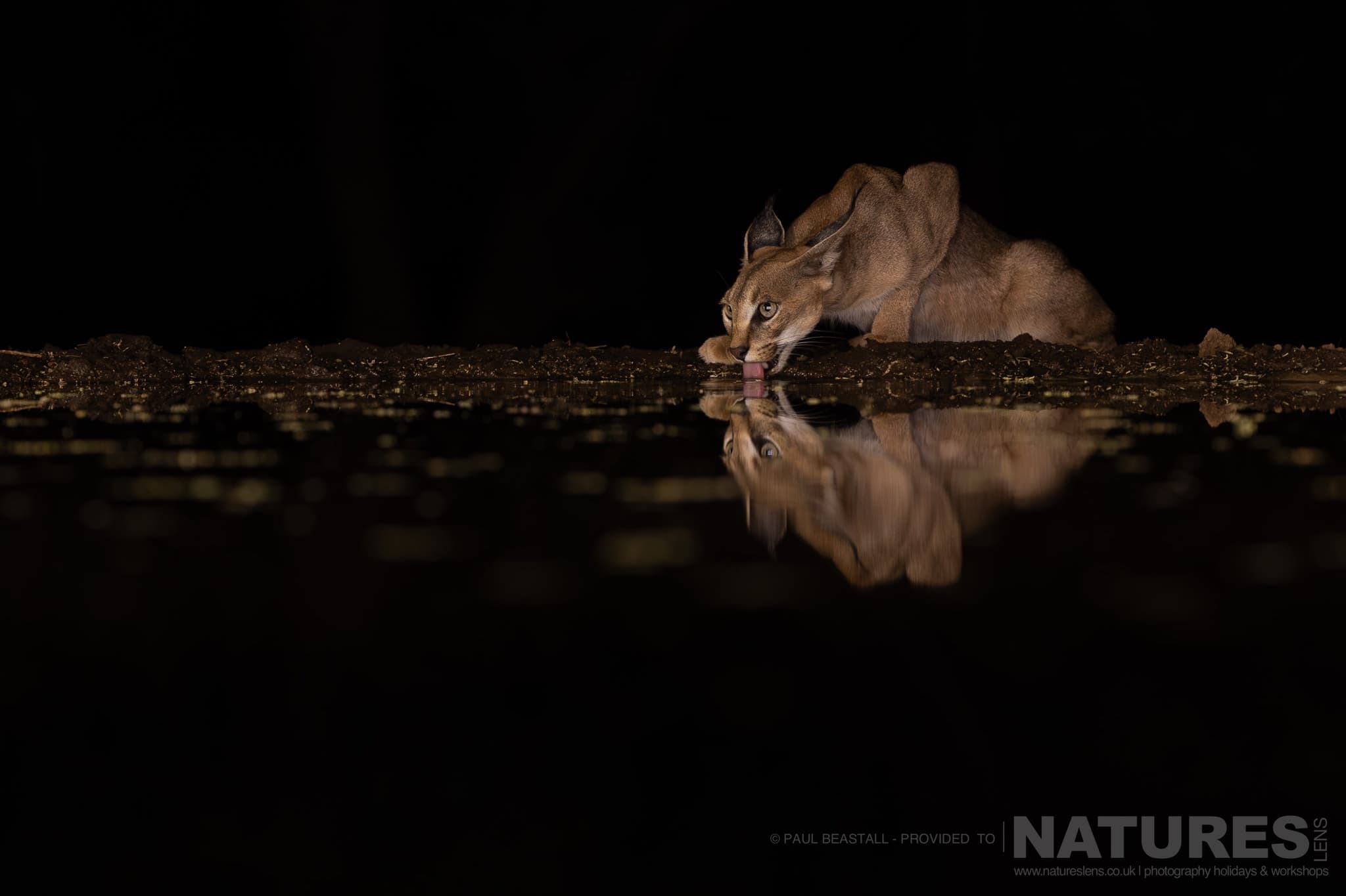 A Caracal Drinking From The Waterhole At Night Photographed By Paul Beastall During A Photography Holiday At Lentorre Lodge With Natureslens