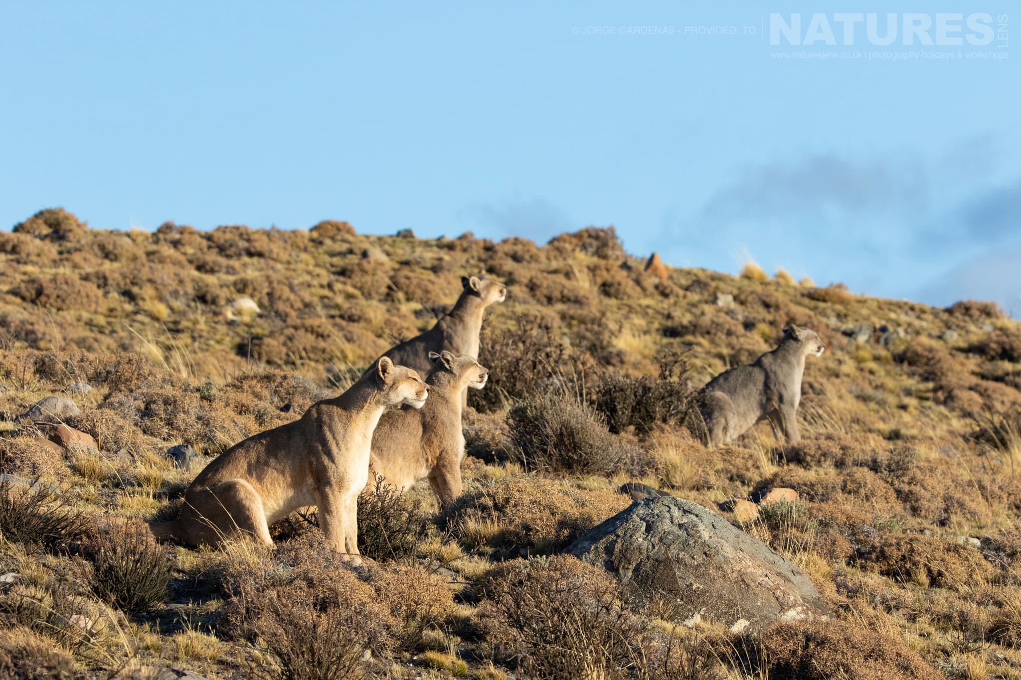 A Family Of Puma Within Their Natural Habitat, In The Torres Del Paine National Park
