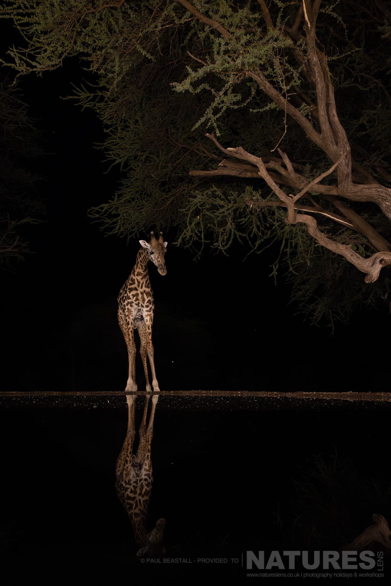 A Giraffe Photographed At Night At The Waterhole By Paul Beastall During A Photography Holiday In The Southern Great Rift Valley With Natureslens