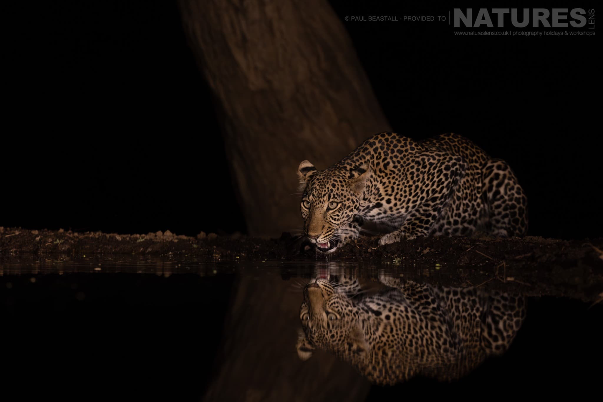 A Leopard Photographed By Paul Beastall During A Photography Holiday In The Southern Great Rift Valley With Natureslens