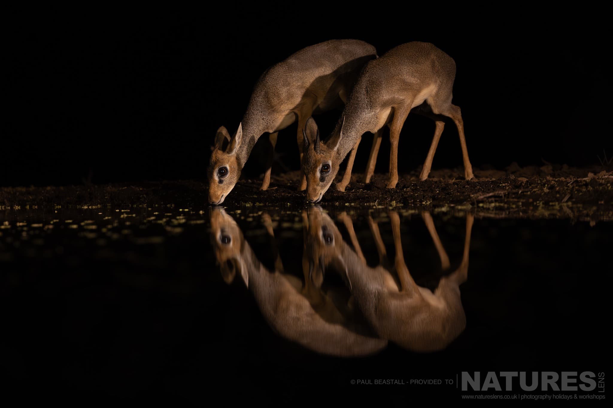 A Pair Of Dikdik Drinking From The Waterhole At Night Photographed By Paul Beastall During A Photography Holiday At Lentorre Lodge With Natureslens