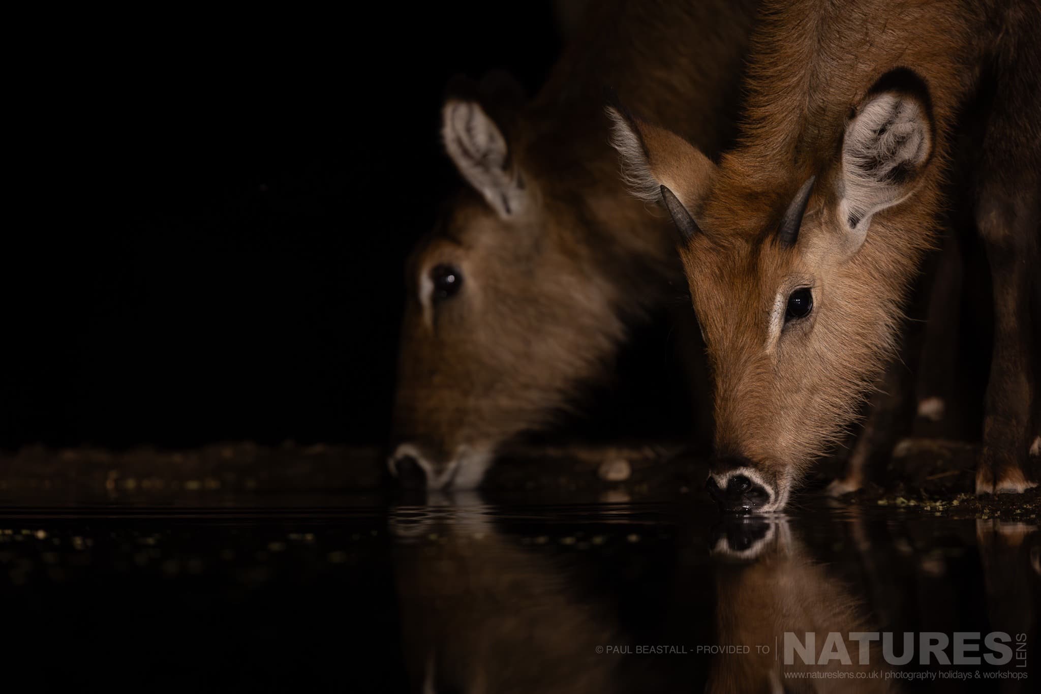 A Pair Of Waterbuck Drinking From The Waterhole At Night Photographed By Paul Beastall During A Photography Holiday In The Southern Great Rift Valley With Natureslens