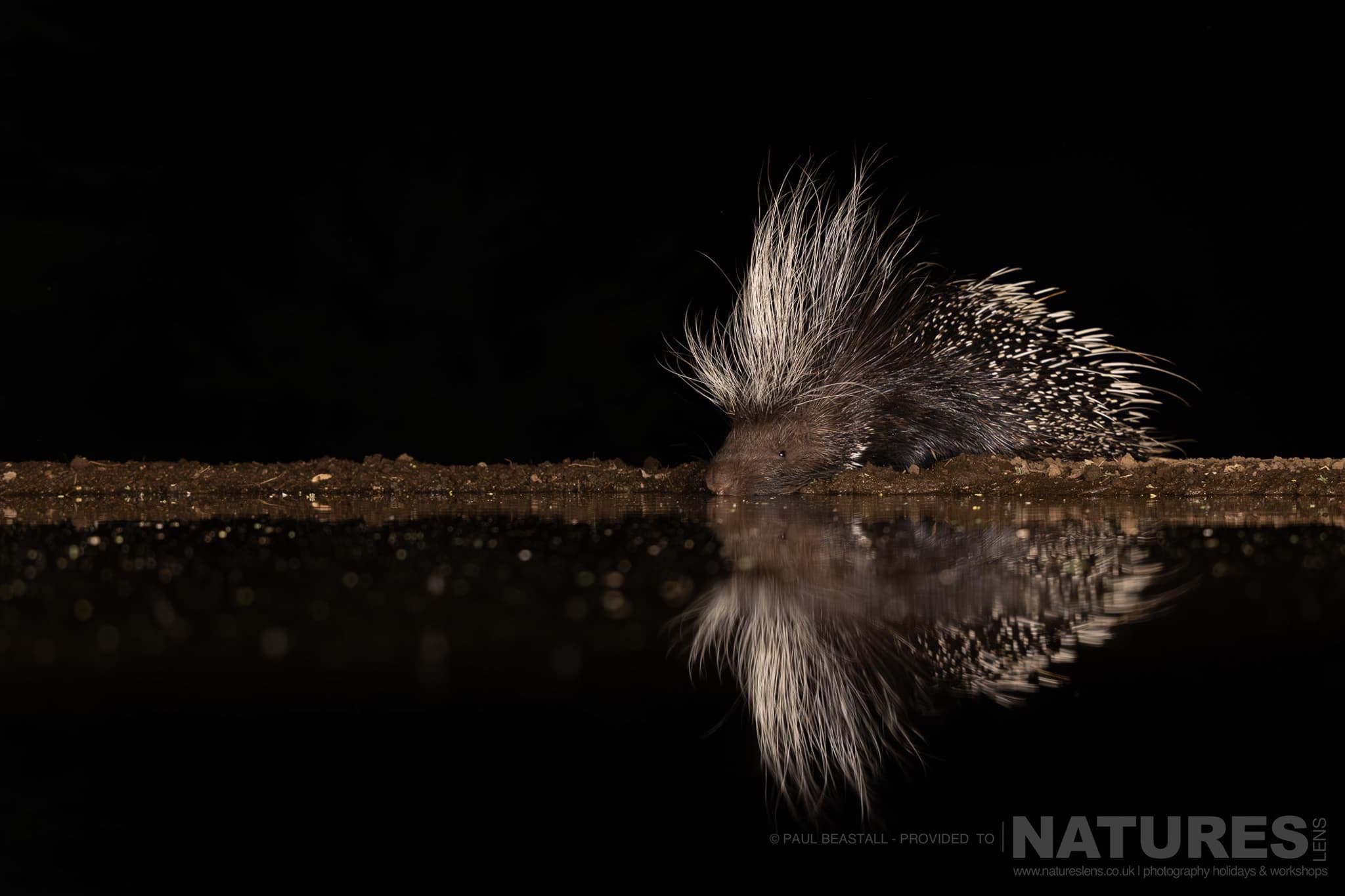 A Porcupine Photographed At Night By Paul Beastall During A Photography Holiday In The Southern Great Rift Valley With Natureslens