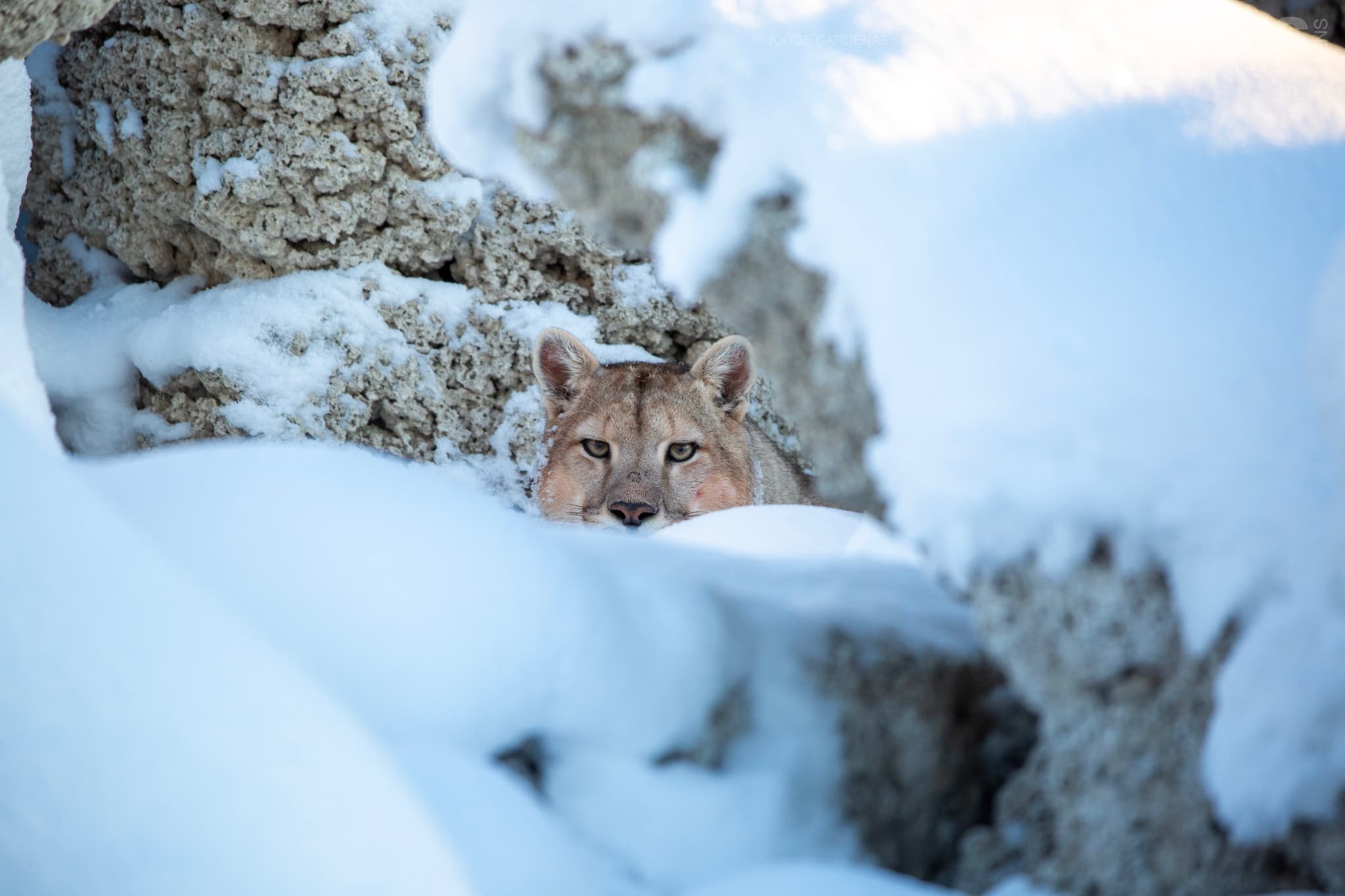 A Puma Peers From Behind A Rocky Outcrop After Snowfall, In The Torres Del Paine National Park