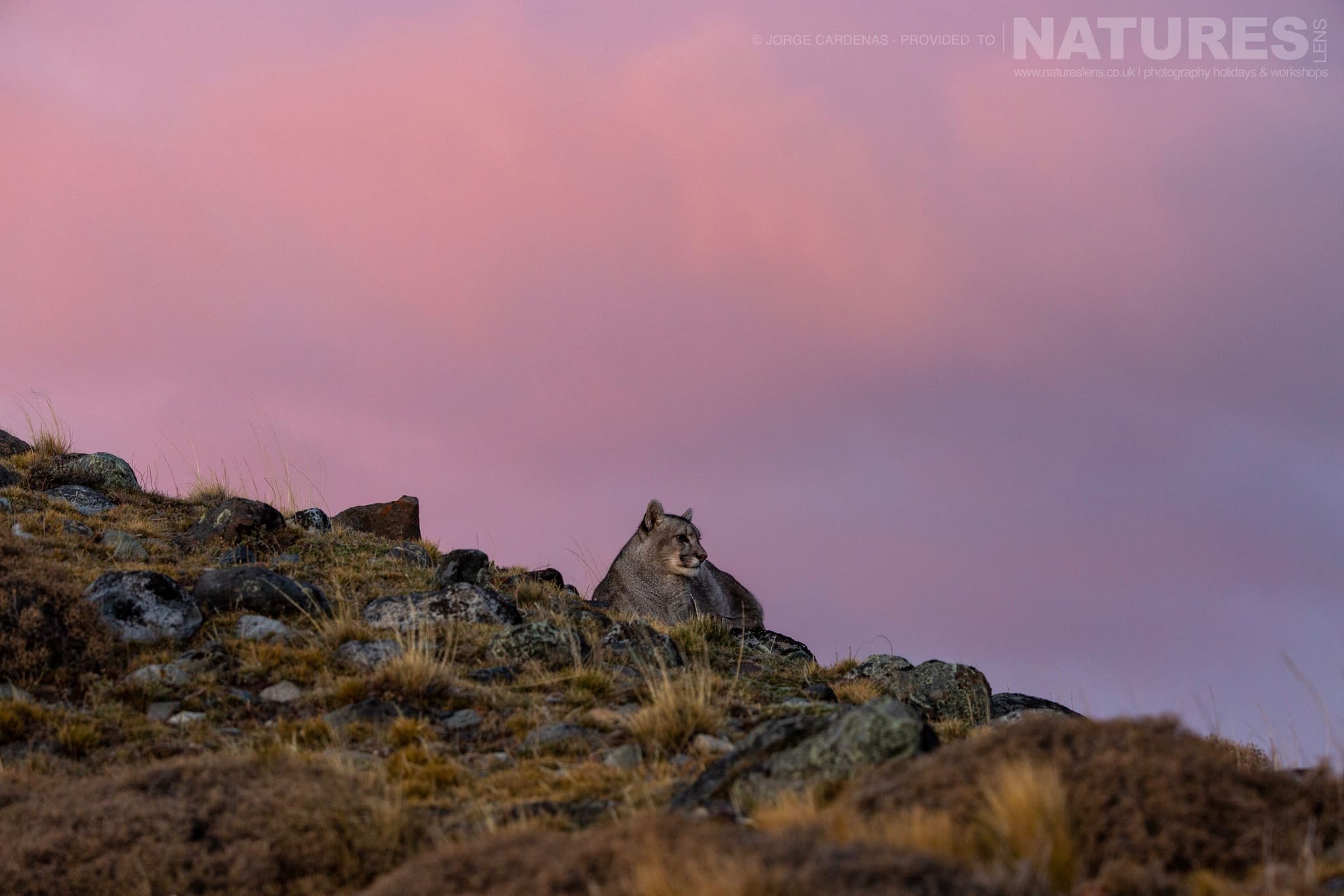 A Puma Sat On The Mountain Side, With A Beautiful Pink Sky Behind
