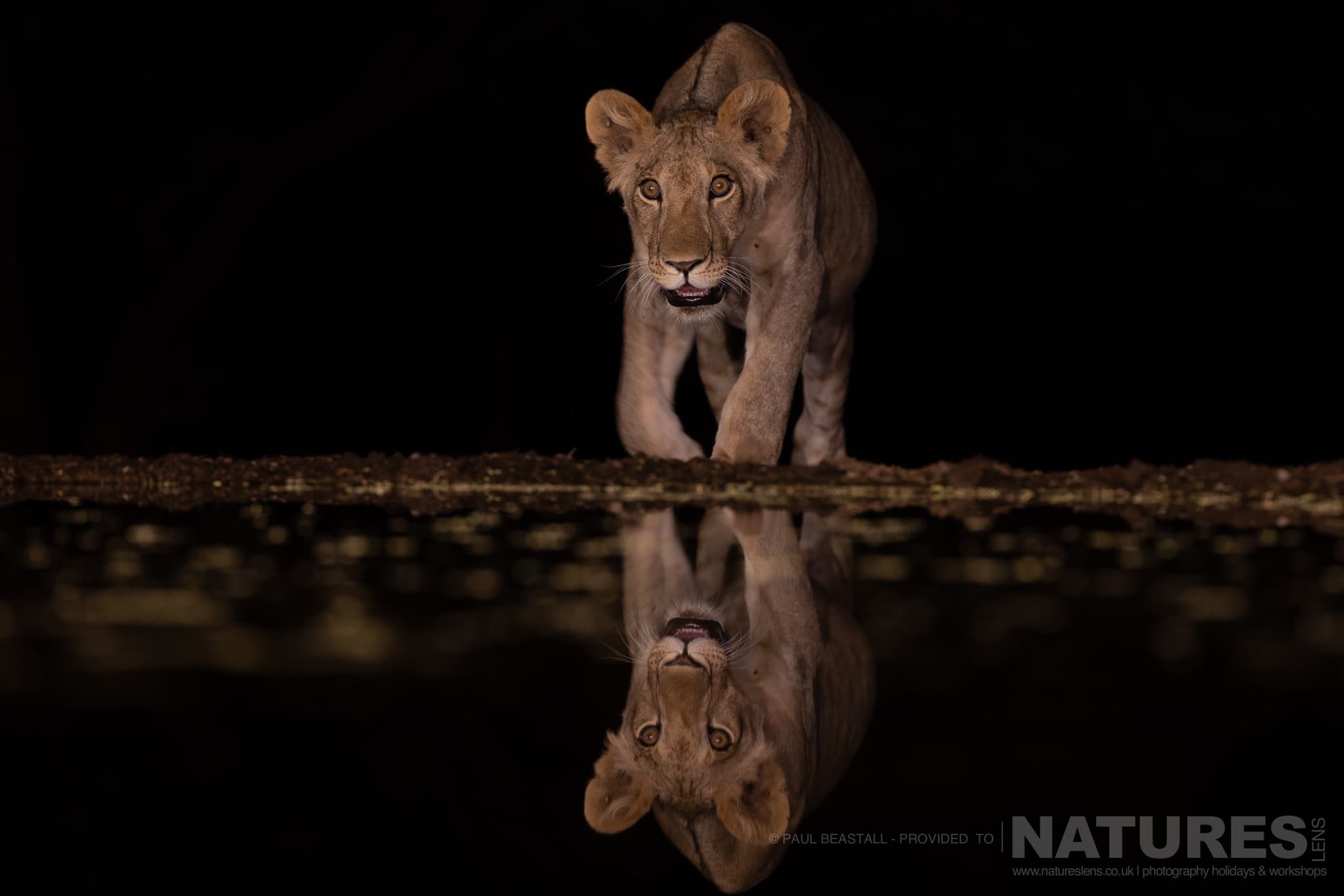 A Solo Lion Cub Approaches The Waterhole At Night Photographed By Paul Beastall During A Photography Holiday In The Southern Great Rift Valley With Natureslens