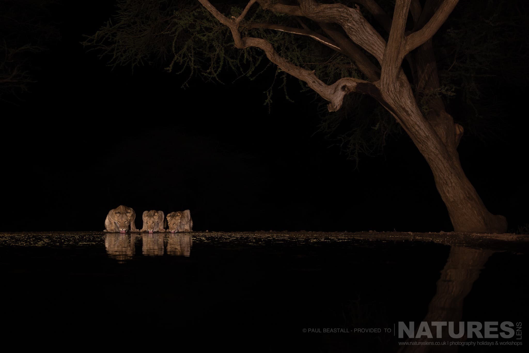 A Trio Of Lions Drinking From The Waterhole At Night Photographed By Paul Beastall During A Photography Holiday At Lentorre Lodge With Natureslens