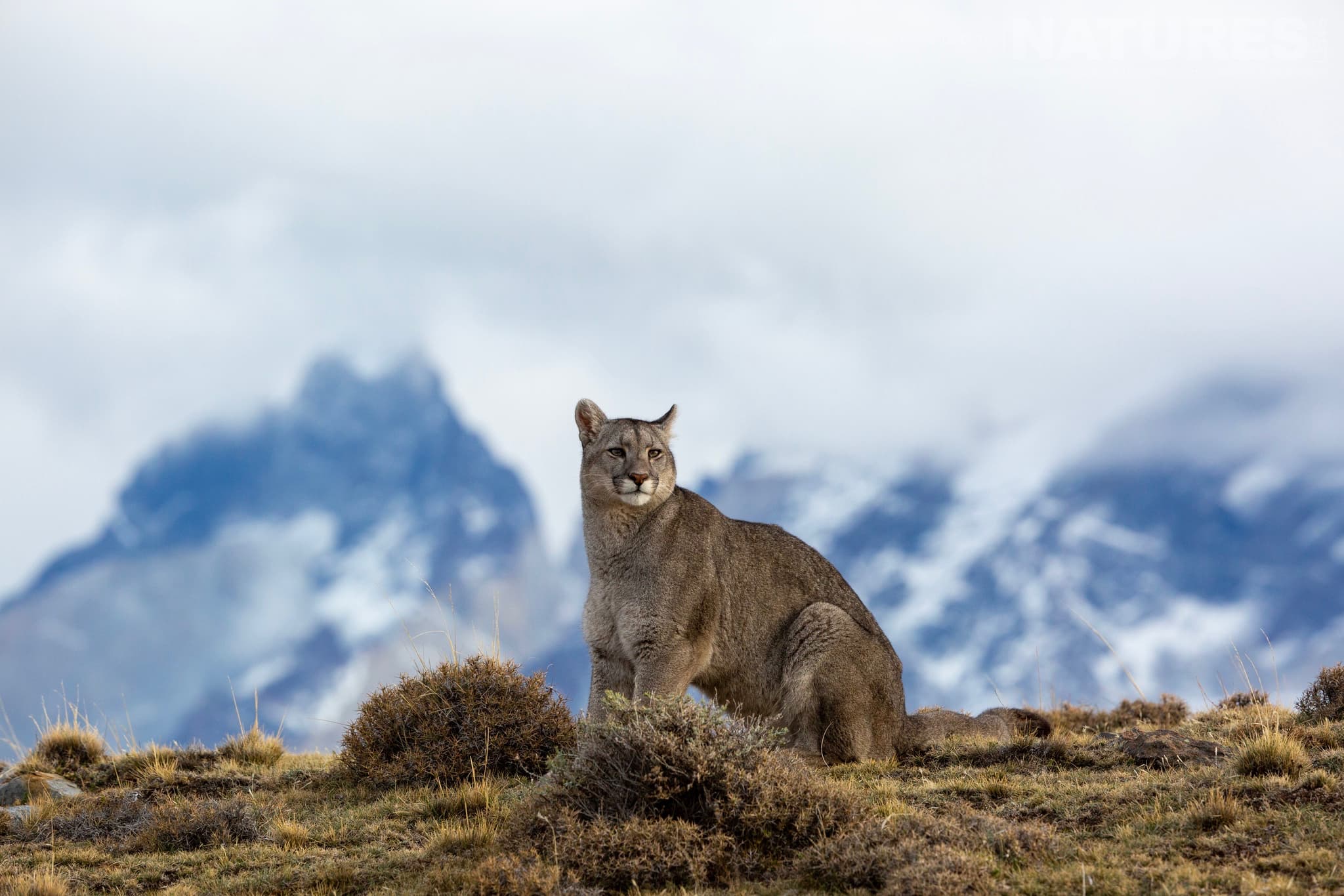 An Alert Puma Amongst The Grass, With The Towers Of Torres Del Paine Behind