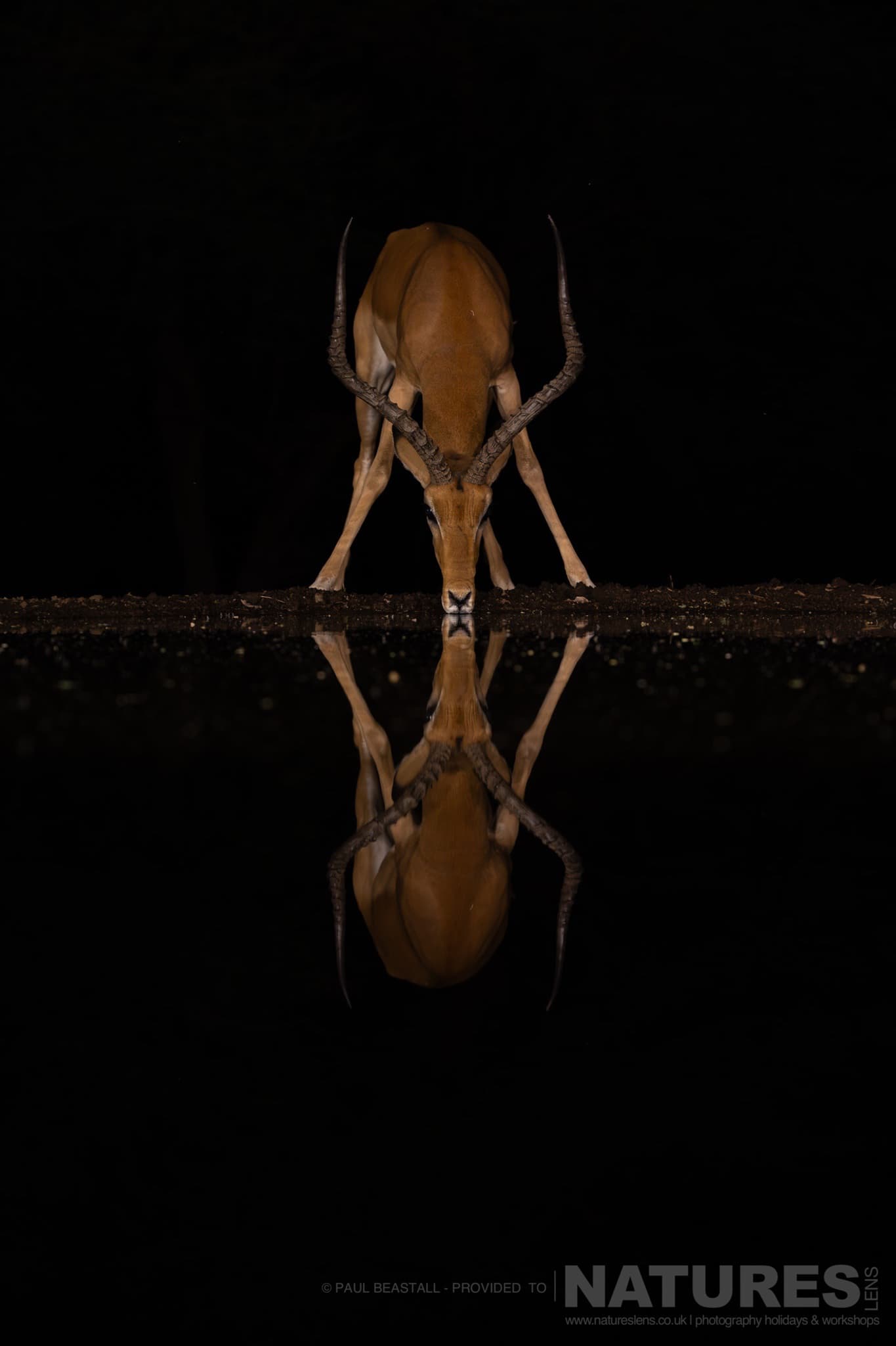 An Antelope Drinking At Night Photographed By Paul Beastall During A Photography Holiday In The Southern Great Rift Valley With Natureslens