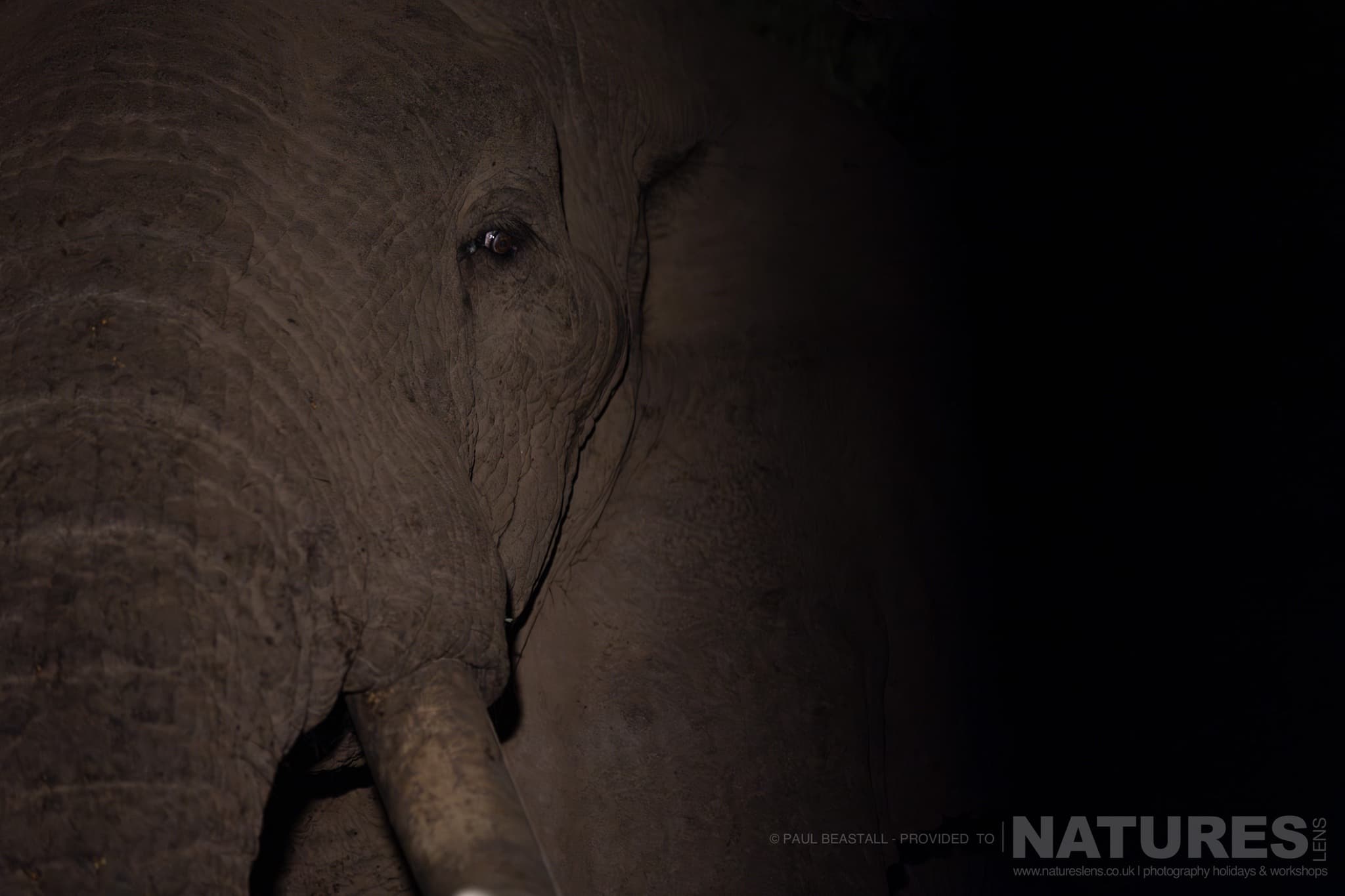 An Elephant Who Visited The Waterhole At Night Photographed By Paul Beastall During A Photography Holiday In The Southern Great Rift Valley With Natureslens