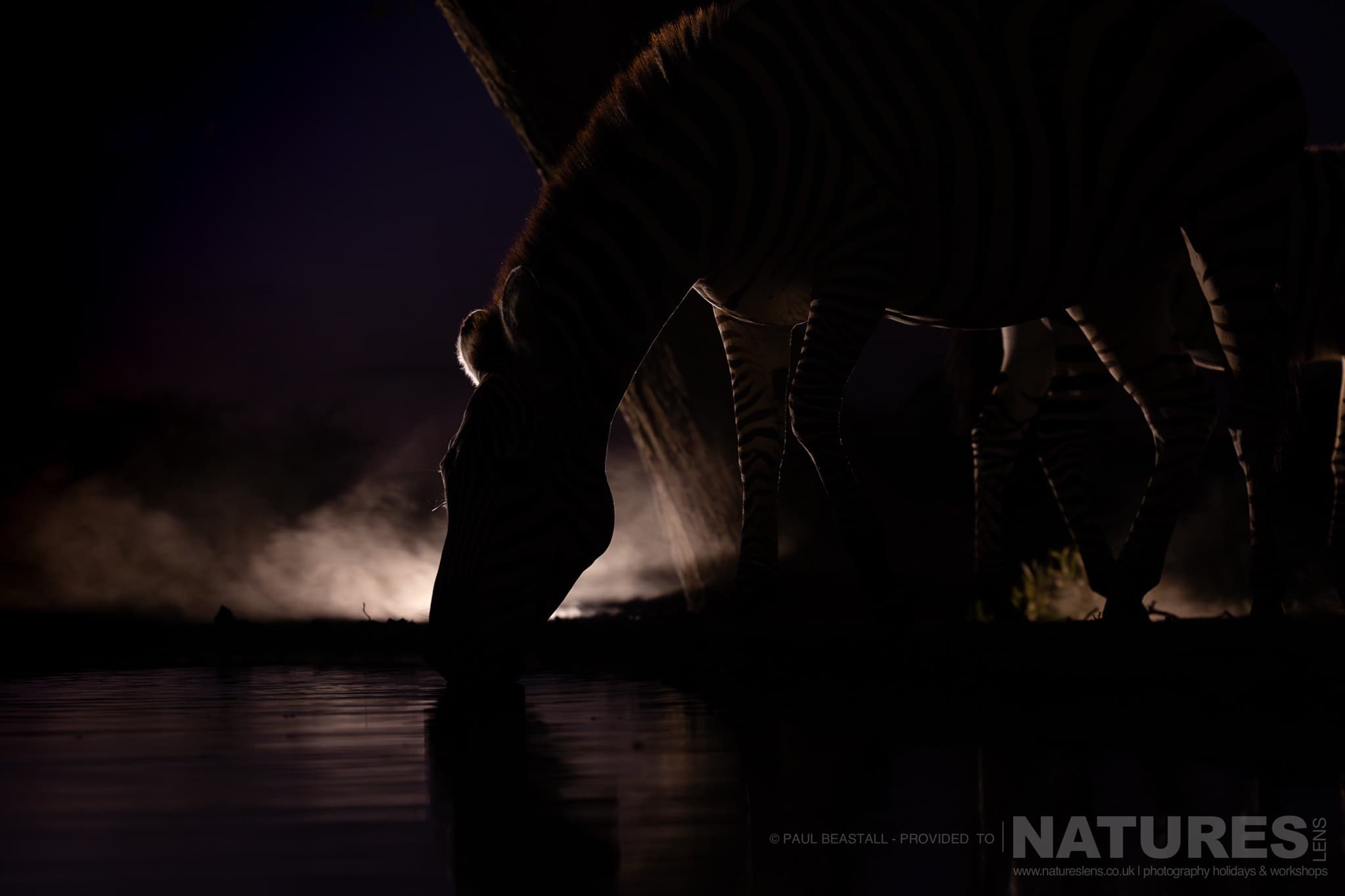Backlit Zebra Drinking From The Waterhole At Night Photographed By Paul Beastall During A Photography Holiday In The Southern Great Rift Valley With Natureslens