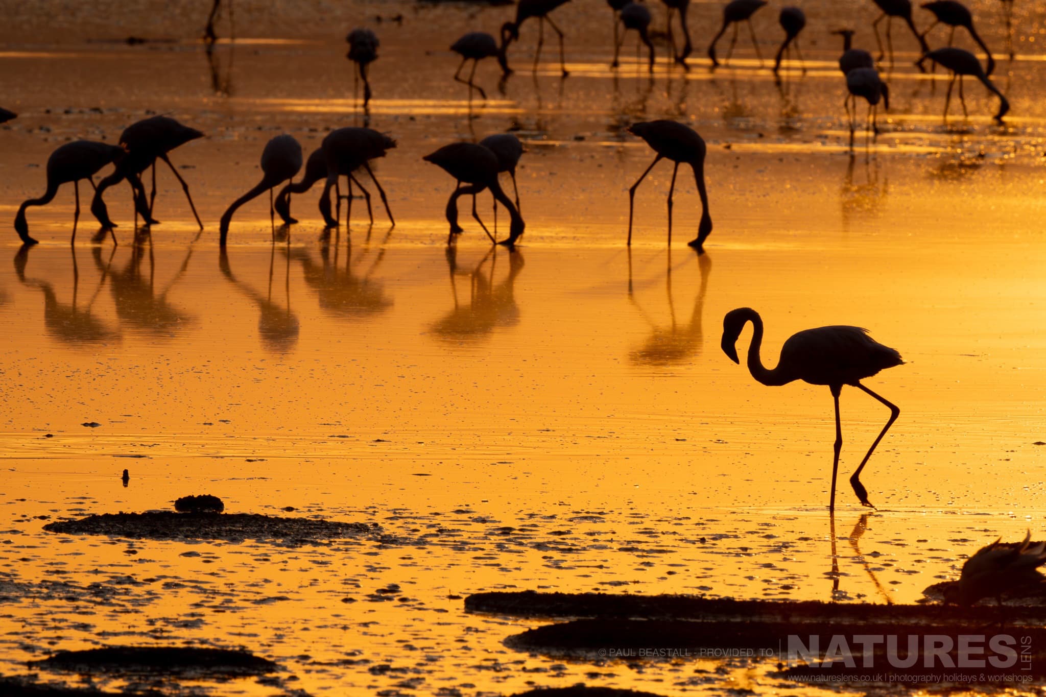 Flamingos At Dawn Photographed By Paul Beastall During A Photography Holiday In The Southern Great Rift Valley With Natureslens