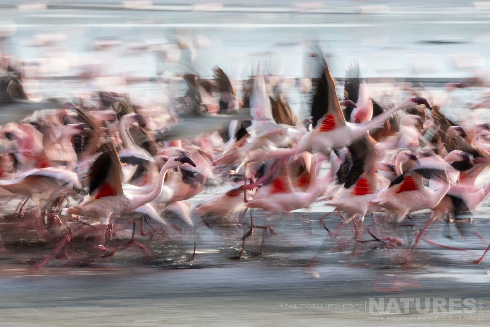 Flamingos At Takeoff Photographed By Paul Beastall During A Photography Holiday In The Southern Great Rift Valley With Natureslens