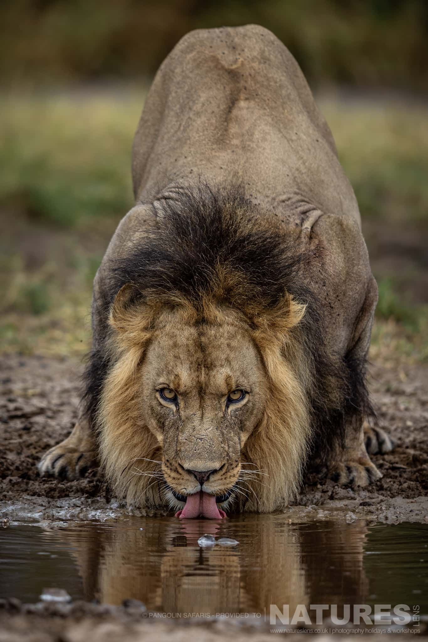 A Drinking Lion Typical Of The Kind Of Image We Hope To Capture During The Wildlife Of The Chobe River & Dinaka Private Conservancy Photography Holiday
