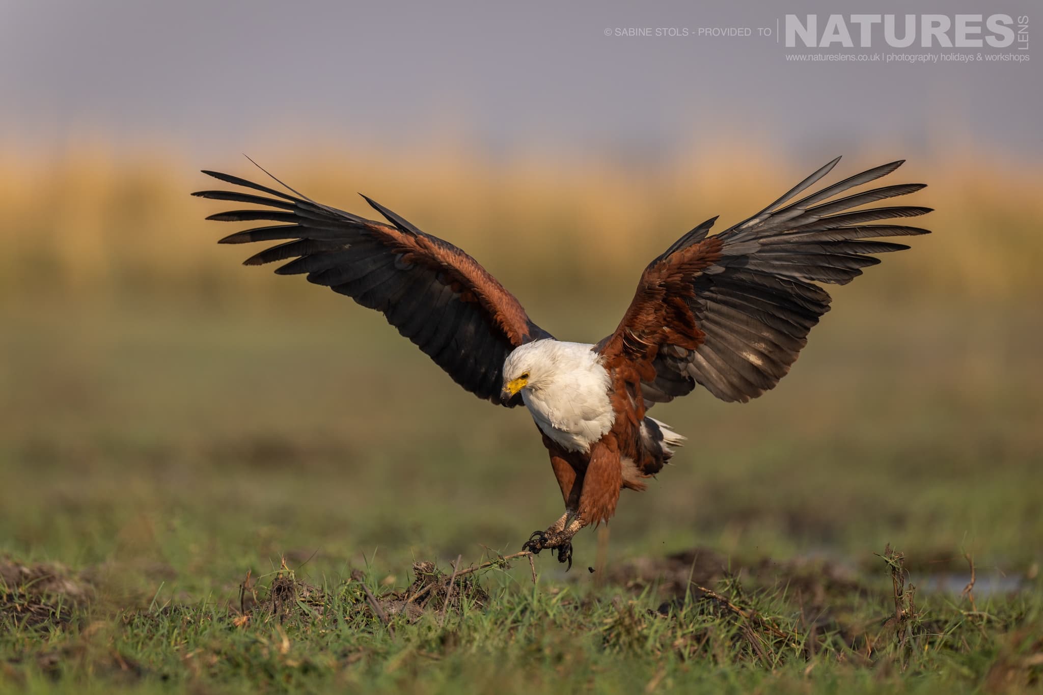 A Fish Eagle Landing On The Banks Of The Chobe River