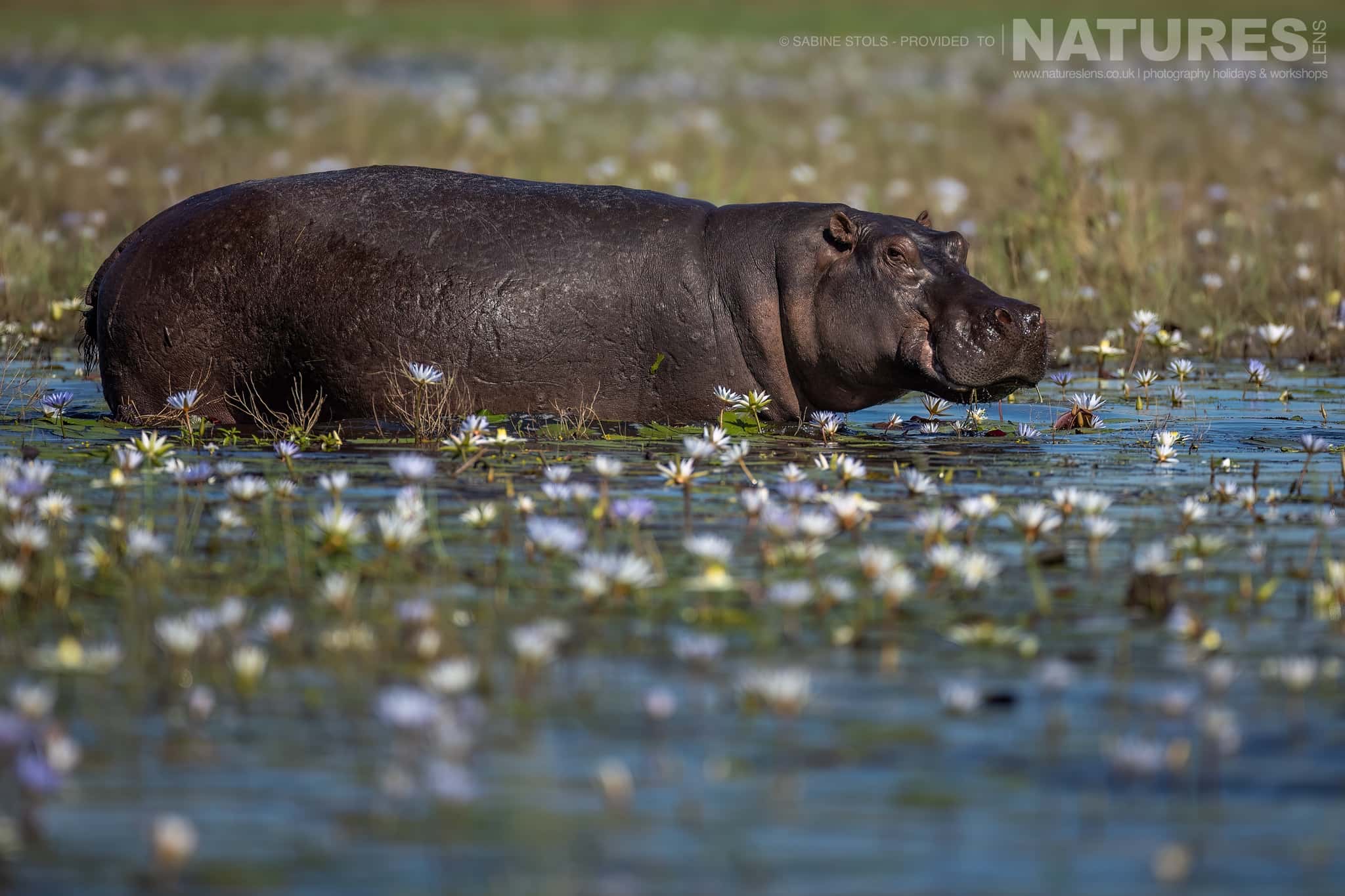 A Hippo Wallowing Amongst The Lilies Which Are Found On The Chobe River