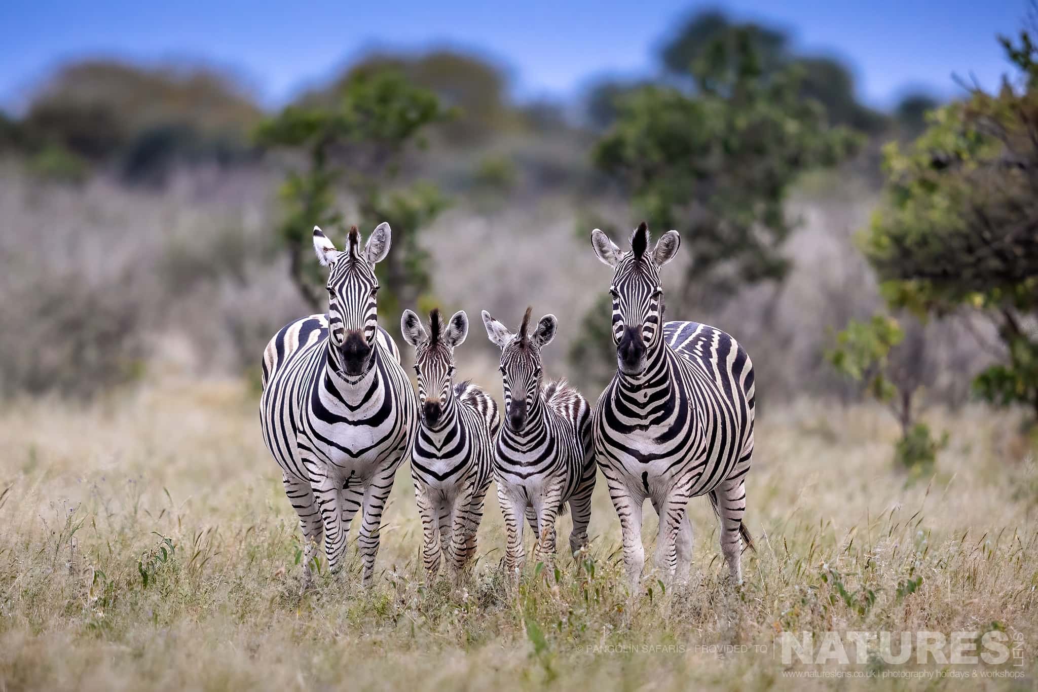 A Quartet Of Zebra Typical Of The Kind Of Image We Hope To Capture During The Wildlife Of The Chobe River & Dinaka Private Conservancy Photography Holiday