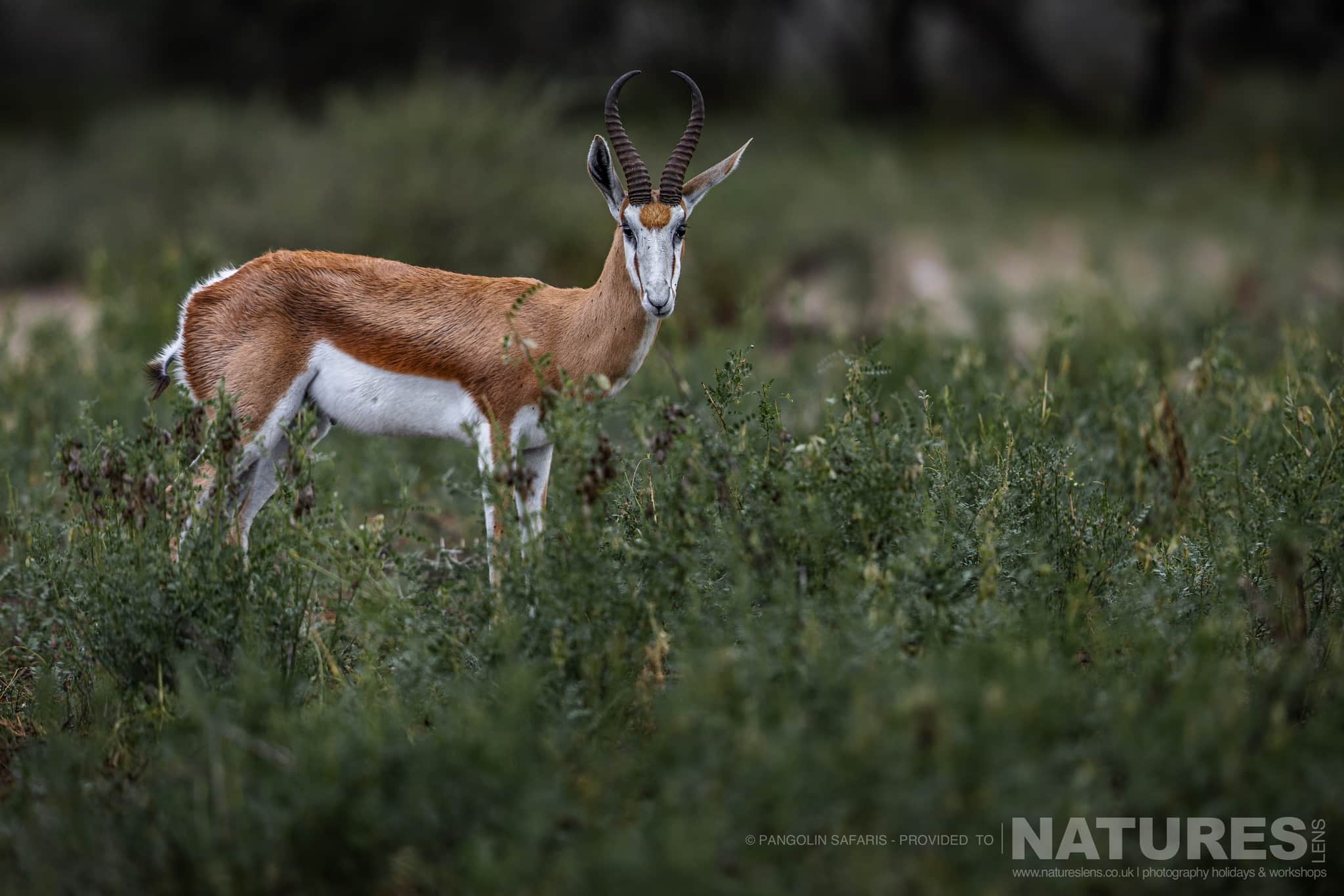 A Springbok Typical Of The Kind Of Image We Hope To Capture During The Wildlife Of The Chobe River & Dinaka Private Conservancy Photography Holiday